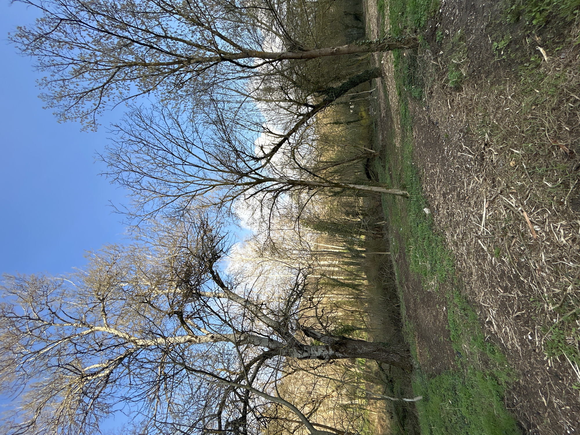 The image shows a wooded area, possibly a park or forest, in Pleven, Bulgaria. The trees are mostly bare, suggesting a late fall or early spring season. The sky is blue with some clouds. The ground is covered with a mix of dry leaves, grass, and dirt. The image suggests a natural environment in an urban or suburban setting. There are no people visible in the image.