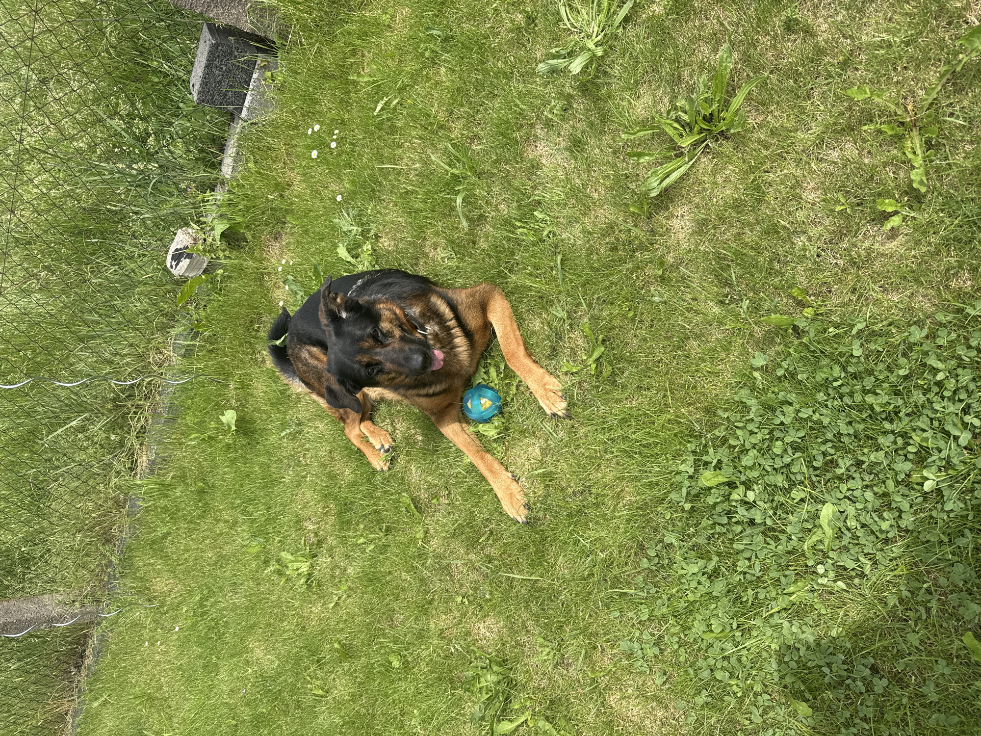The scene is located in Gotha, Germany. A medium-sized dog, exhibiting characteristics of a German Shepherd mix with predominantly black and tan fur, is centrally positioned, lying on its stomach on a patch of green grass. Its front paws are extended forward, resting on the ground. A small, spherical blue toy ball with yellow accents is situated between the dog's front paws. The dog's head is turned slightly towards the left, with its mouth slightly open and a pink tongue partially visible. A silver-colored metal ring is visible on its collar.
The ground consists of green grass, interspersed with various other plant species including clover and broadleaf weeds. The grass appears well-lit by direct sunlight, casting minimal shadows. In the upper portion of the image, behind the dog, a wire or chain-link fence is visible, running horizontally across the frame. Behind this fence, taller, wilder green vegetation is present. Along the fence line, several man-made objects are visible: a concrete fence post partially obscured by vegetation on the left, and a dark grey, rectangular concrete block on the right. No people are visible in the frame. The overall environment is an outdoor, grassy area, likely a backyard or park, under bright daylight conditions.