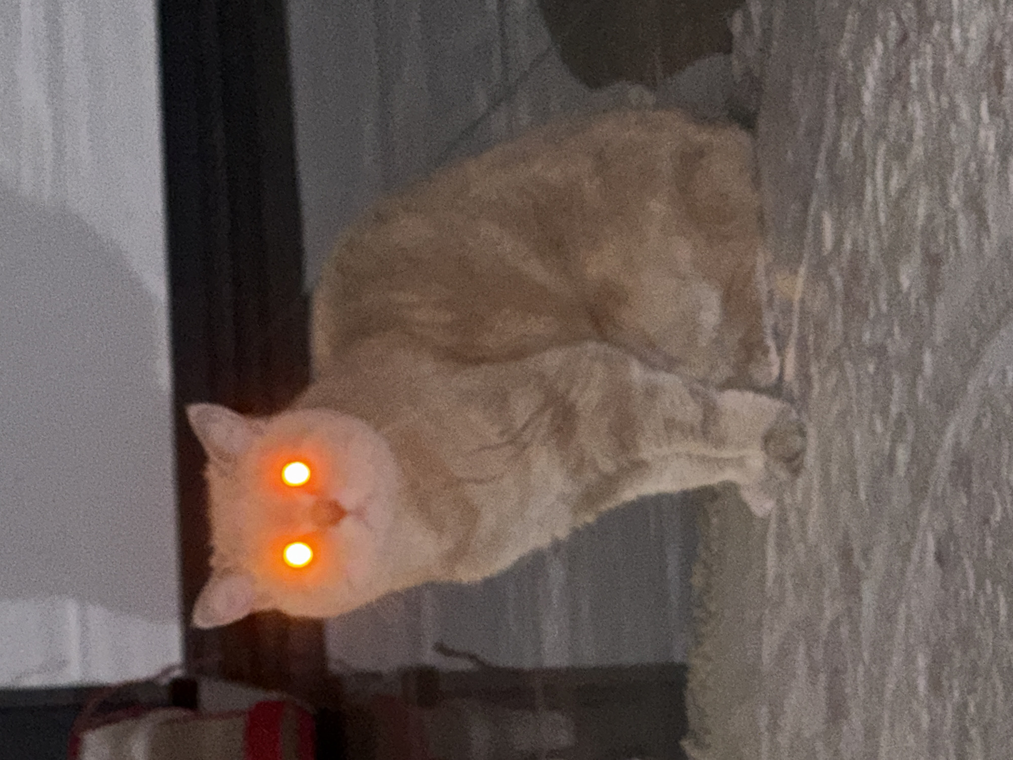 A tan cat is lying down. The cat's eyes glow orange. The location is not specified.