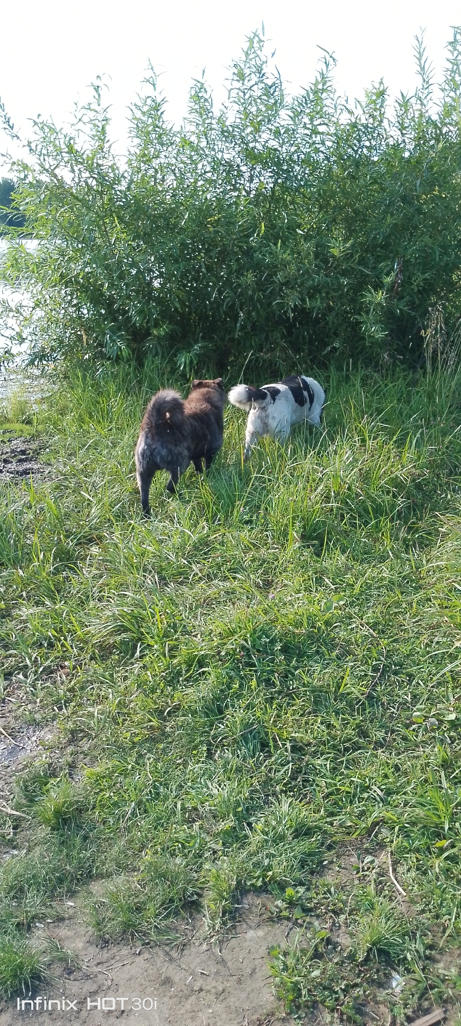 Two dogs, one dark brown and fluffy, and the other black and white, are standing in tall green grass next to a body of water. Behind the dogs is a dense green bush. The sky is overcast and white.