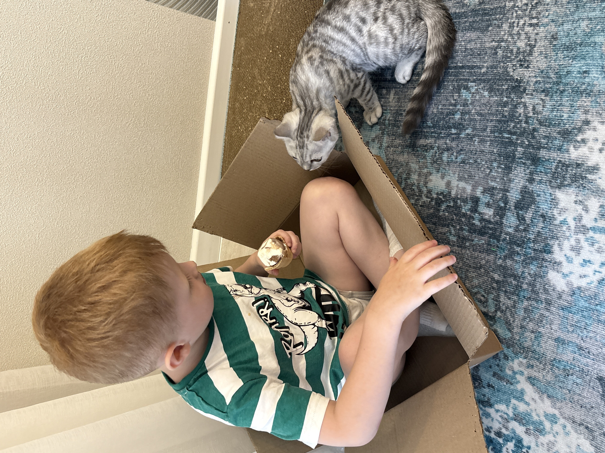 In a brightly lit room with textured beige walls and a white baseboard, a young boy with short blonde hair sits inside a cardboard box. He wears a green and white striped t-shirt with a graphic print and light-colored shorts. The boy is holding a golden, spherical object, possibly an ornament, in his left hand and his right hand rests on the edge of the box.
A silver tabby kitten with distinct stripes stands over the box, looking down at the boy and the object he holds. The kitten's head is tilted as if curious. The box and the kitten are positioned on a blue and white patterned rug. In the background, a portion of a brown carpeted floor is visible. The scene suggests a playful interaction between the child and the pet, possibly during the holiday season given the ornament. The lighting indicates it is daytime.