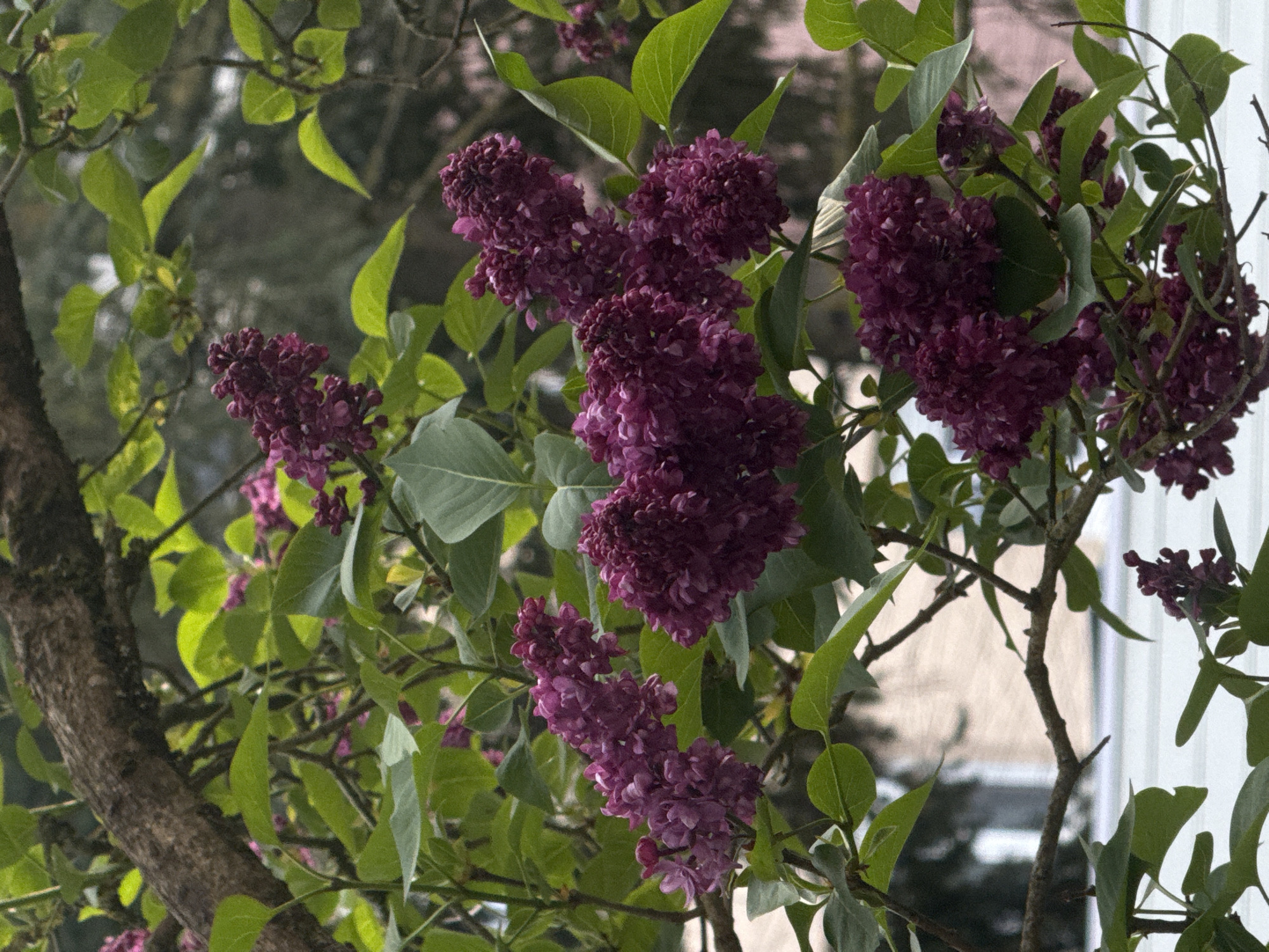 The image shows a close-up of a lilac bush in full bloom. The flowers are a deep purple color and clustered together in large, dense heads. Green leaves are visible amongst the flowers. The tree trunk is brown with a rough texture. In the background, there is a blurred view of an urban environment, potentially indicating a residential area. The overall impression is one of a blooming lilac bush in an urban setting, suggestive of a garden or park. The location in the city of Esch-sur-Alzette, Luxembourg is not explicitly discernible from the provided image.