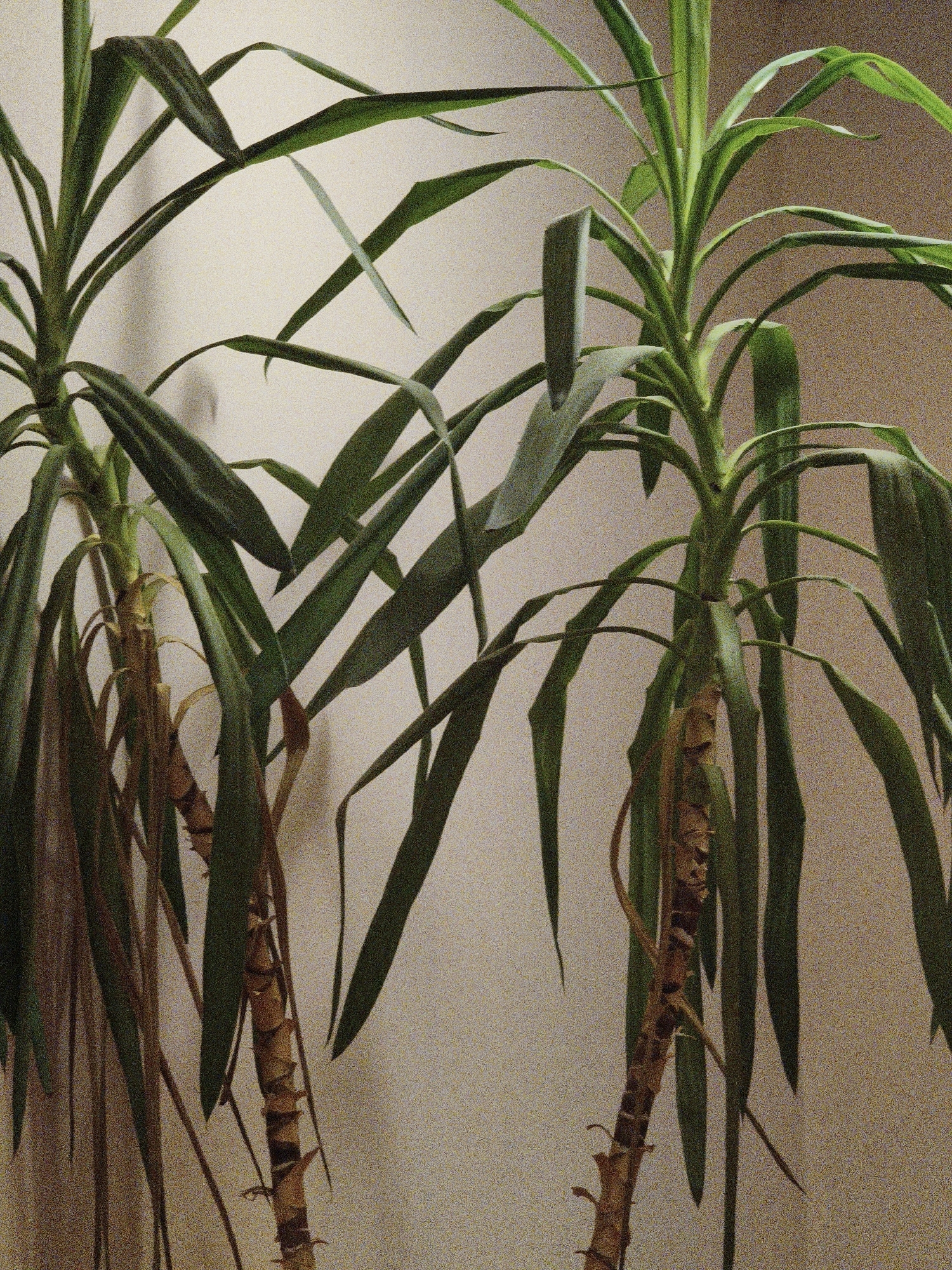 The image shows two tall, leafy plants with thick, woody stems against a light-colored wall. The plants are green and their long, pointed leaves fan out from the top of the stems. The stems are brown and textured, with visible segments and some dried leaves clinging to them. The background wall appears to have a subtle textured finish and is lit from above, casting a slight shadow on the left side. The lighting is soft, and the image has a grainy quality. There are no people or other objects visible in the scene. The location is the city of Steblivka, Ukraine.