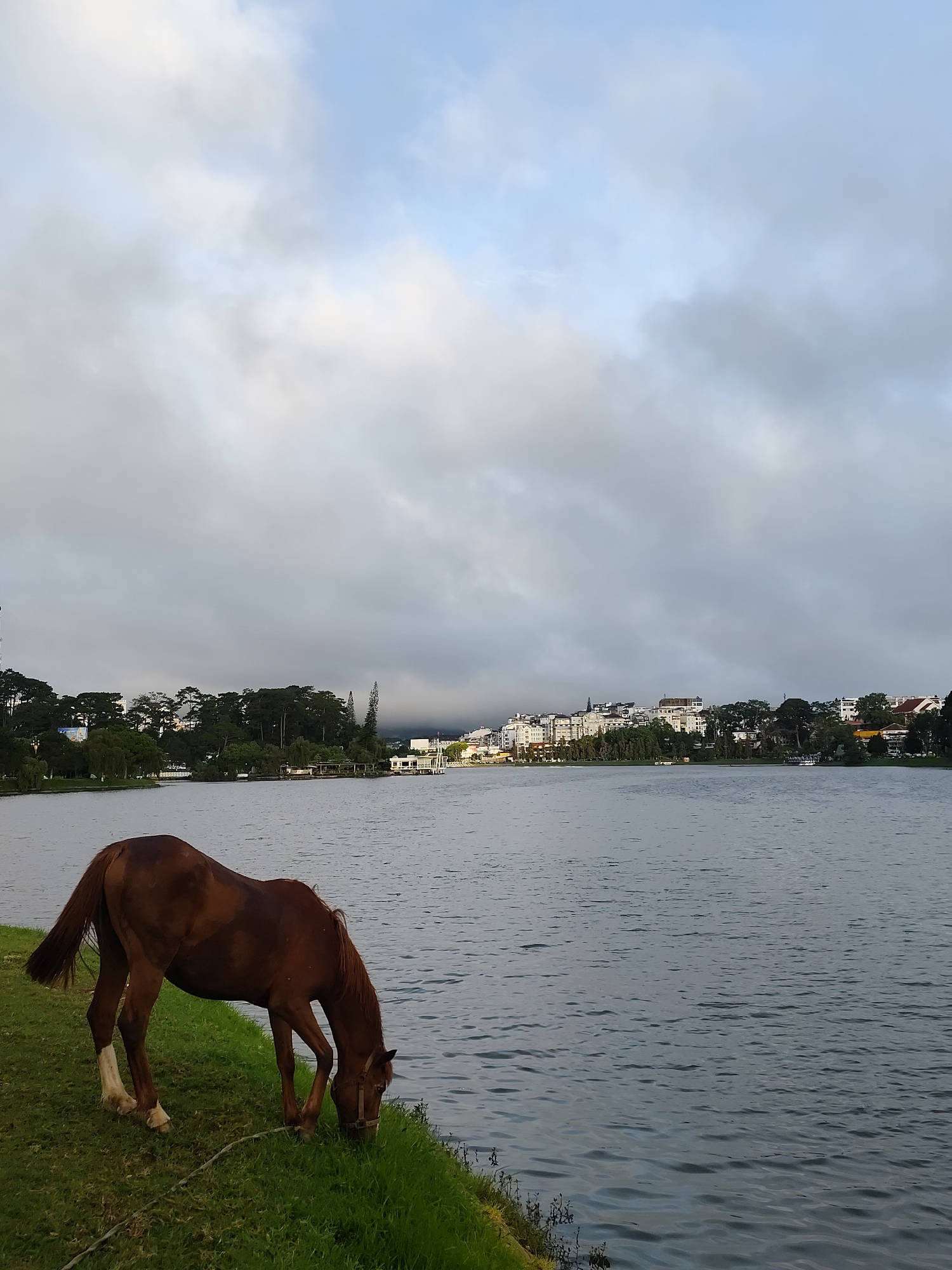 A brown horse with white markings on its legs grazes on a grassy embankment next to a large body of water. In the background, across the water, is a cityscape with buildings and trees. The sky above is overcast with some patches of blue peeking through. The scene appears to be a serene morning or evening in Da Lat, Vietnam, likely near Xuan Huong Lake, a popular tourist spot known for its scenic beauty and the presence of horses for recreational rides.