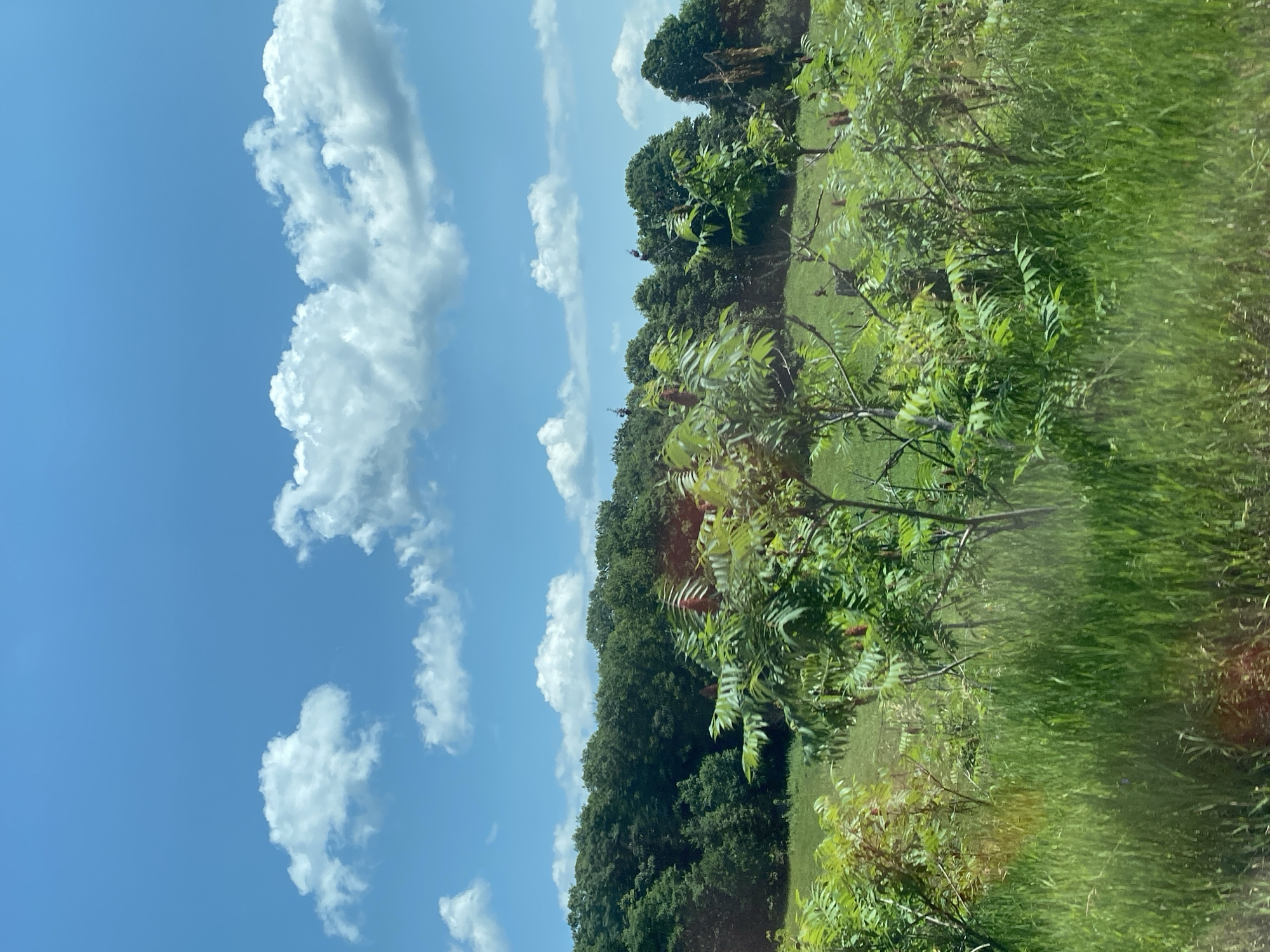 This is a photograph of a rural landscape under a bright blue sky dotted with white, fluffy clouds. In the foreground, tall, lush green grass and some leafy green plants with reddish-brown seed heads are visible. Behind the vegetation, a gently rolling green field stretches towards a dense line of various green trees that forms the horizon. The overall impression is one of a sunny day in a natural, undeveloped area. The specific location in Saint-André-Avellin, Canada, cannot be determined from the visual information alone.