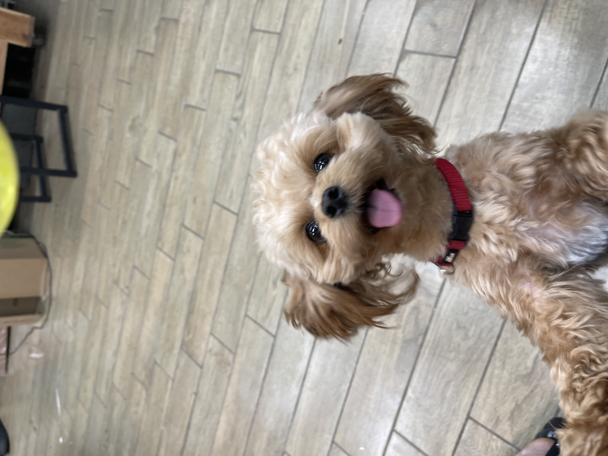 In a well-lit interior space with a light-colored, wood-plank tiled floor, a small, fluffy, light-brown dog with floppy ears is the central subject. The dog is looking directly at the camera with its mouth open and tongue out, appearing happy. It's wearing a red collar with a black buckle. The background is slightly blurred, showing portions of furniture and what appears to be a cardboard box. The overall impression is one of a casual, indoor setting, possibly a home or a pet-friendly establishment. The image does not provide any specific details or clues to indicate its location in Kommunarka, Russia.