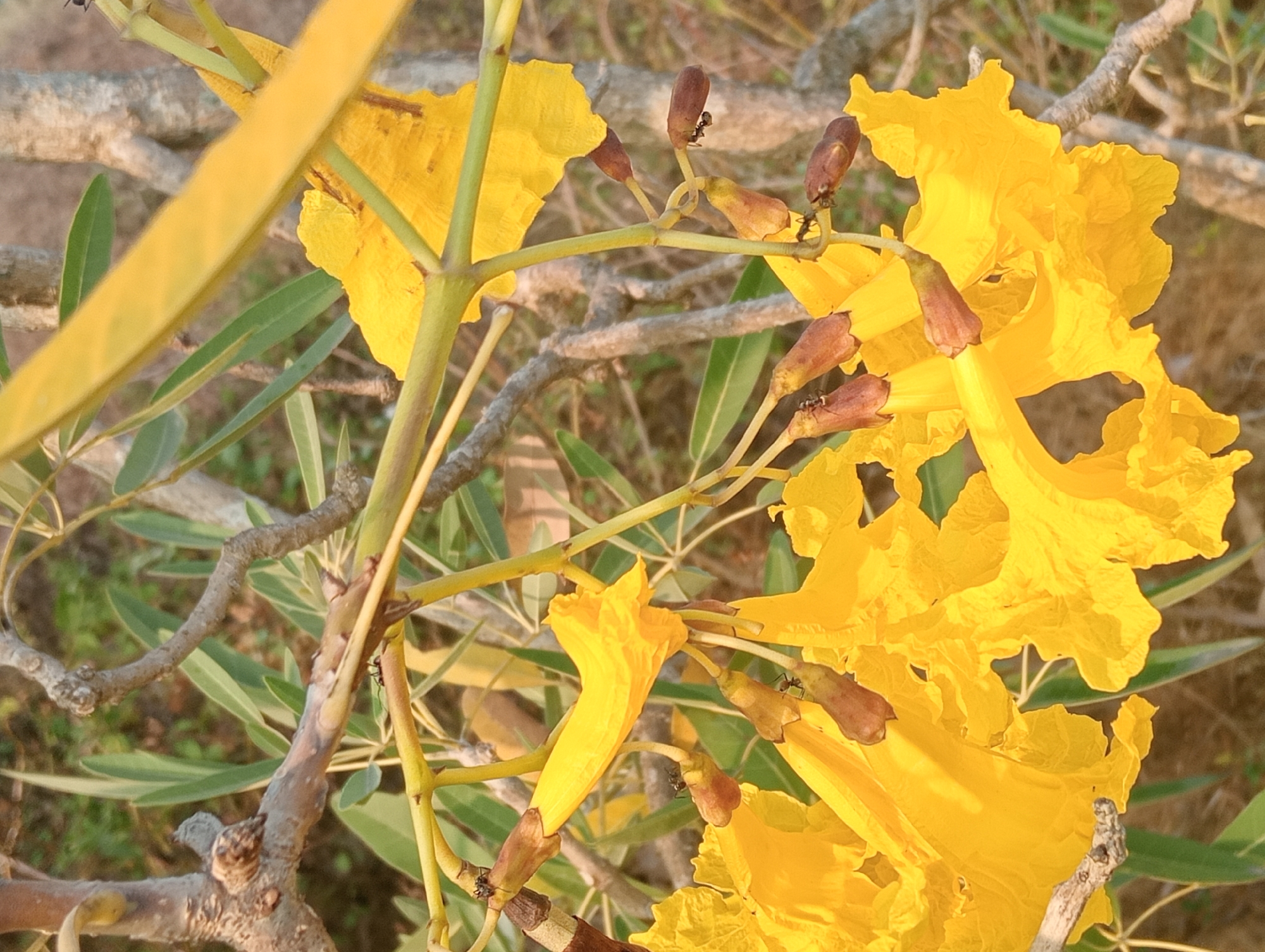 A close-up shot captures a branch of a blooming yellow flower, likely in a garden or natural setting in Sidoharjo, Indonesia. Several ants are visible on the flower buds and stems. The flowers are a vibrant yellow, with ruffled petals. The branch is woody and textured, with a few green leaves interspersed among the blossoms. The background is blurred, suggesting a shallow depth of field, but hints at dry vegetation or ground cover. The lighting indicates it is daytime, with sunlight casting soft shadows.