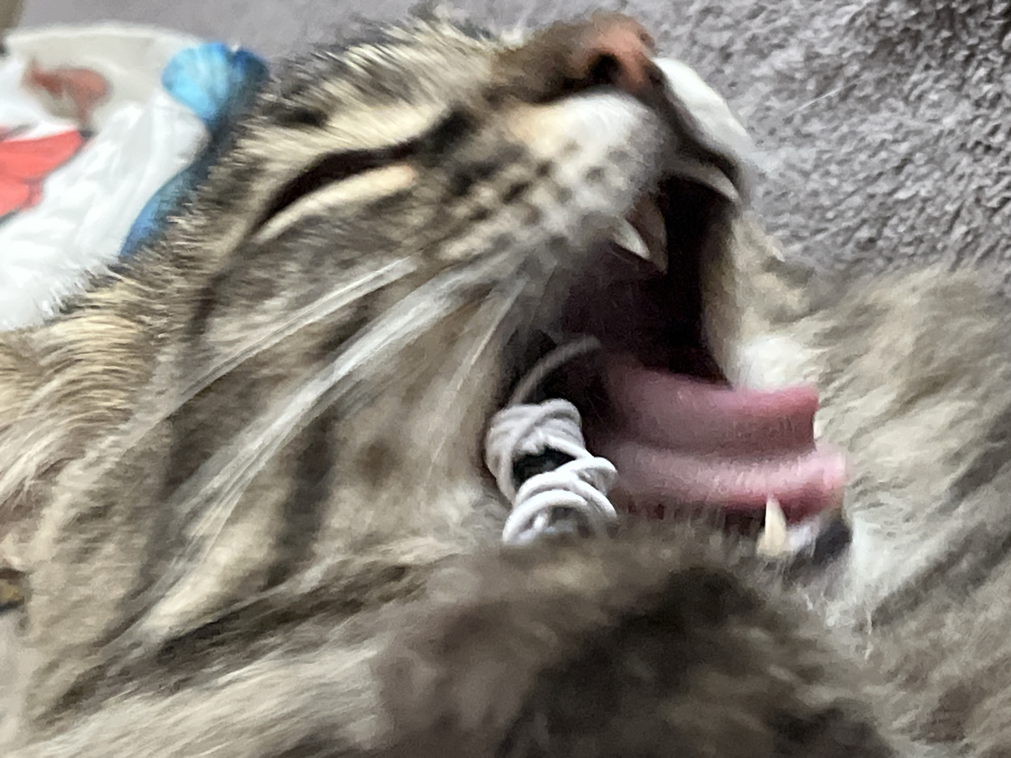 This is a close-up, slightly blurry, high-angle shot of a tabby cat yawning. The cat's mouth is wide open, revealing its pink tongue and teeth. A white, tangled object, possibly a piece of string or a hair tie, is caught in its mouth. The cat's fur is striped in shades of brown, gray, and black. The background is a textured gray surface, likely a blanket or carpet. The image does not contain any information about the city of Krasnyye Barrikady, Russia.
