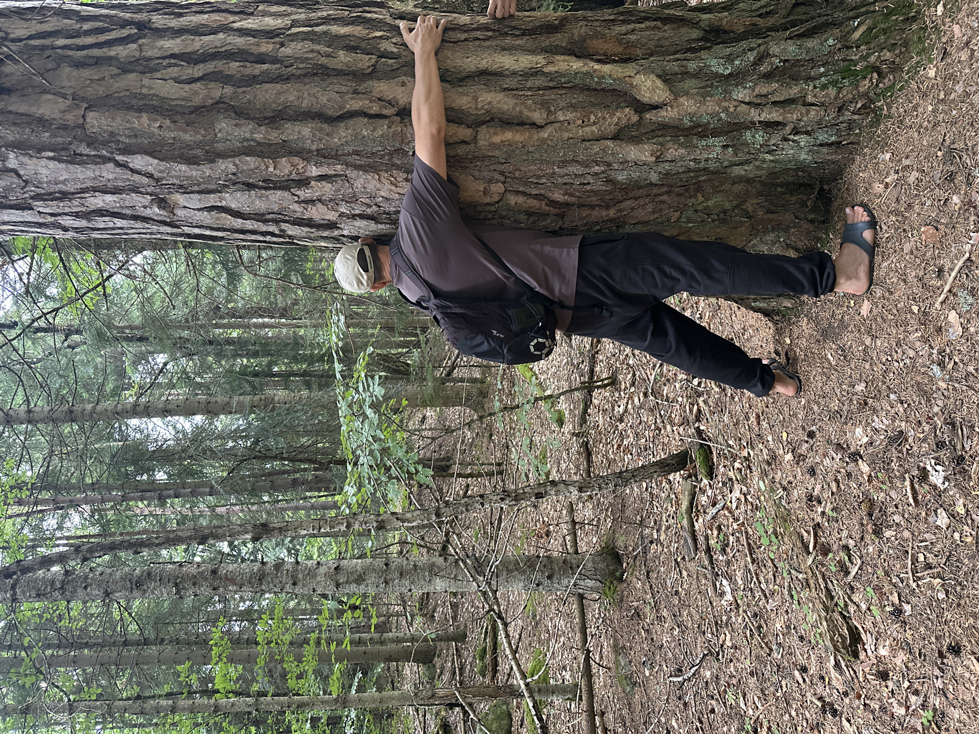 A person is embracing a large tree in a forest. The person is wearing a grey t-shirt, black pants, a baseball cap, and sandals. They have a backpack on their back. The tree is very thick and has rough bark. The forest floor is covered with pine needles, leaves, and fallen branches. The background shows a dense forest with many trees. The location is the city of Arkhyz, Russia.