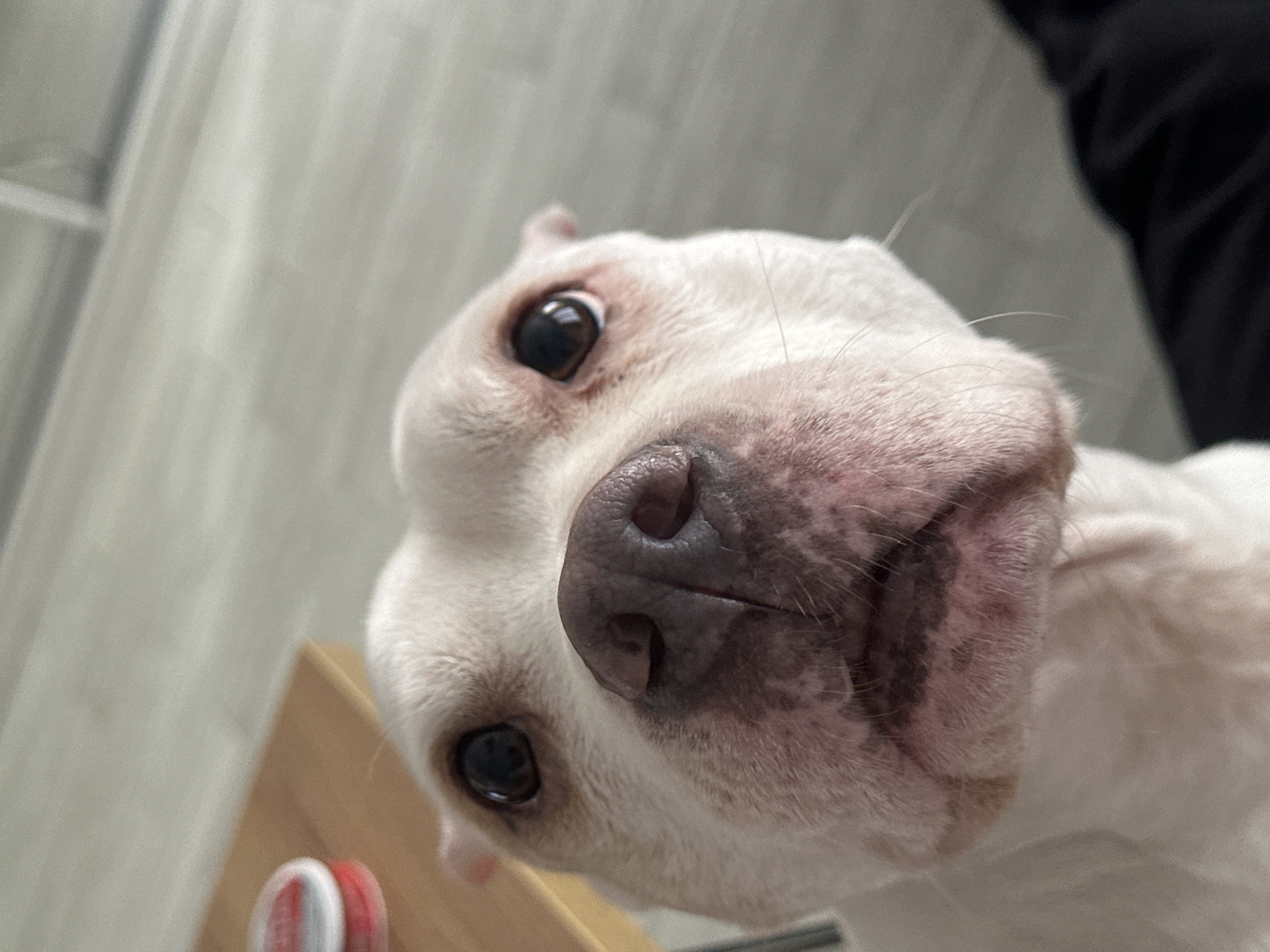 A close-up, slightly tilted view of a white dog's face, likely a pit bull or similar breed. The dog has a large, mottled pink and dark gray nose dominating the frame. Its eyes are brown and round. The background is blurred, showing a light gray wall and a dark object in the upper right corner, possibly clothing. A portion of a wooden object with a red and white item (possibly a toothbrush) is visible at the bottom left. The location is indeterminate and cannot be identified as Sochi, Russia.
