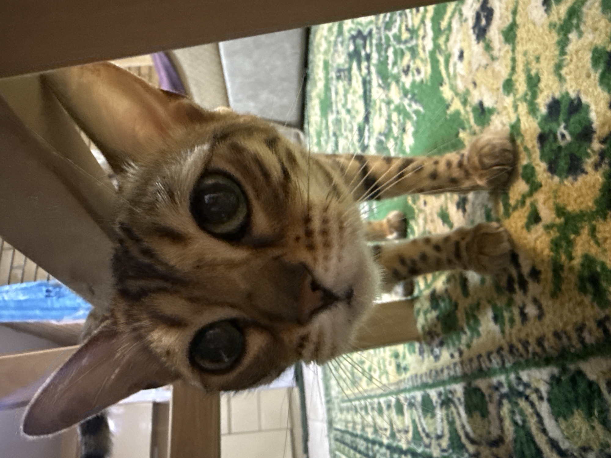 A close-up, low-angle shot captures a Bengal cat with large, dark green eyes and prominent whiskers looking directly at the camera. The cat's fur displays the characteristic spotted pattern of its breed. It is standing on a carpet with a green and yellow floral design. The background is blurred, showing wooden furniture and a light-colored wall. The cat appears to be indoors, possibly in a residential setting. There is no information in the image to indicate its location in the city of Partenit, Ukraine.