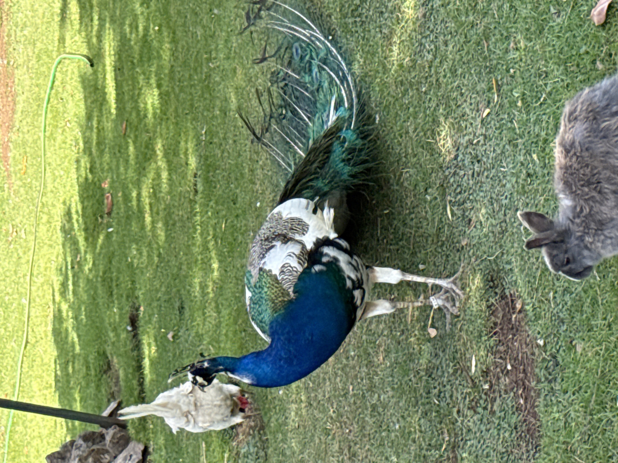 A male peacock with iridescent blue and green plumage stands on a grassy area. Its long, elaborate tail feathers are fanned out slightly behind it. A white chicken is visible in the background to the left of the peacock. In the foreground, the head and upper body of a gray rabbit are visible. The scene appears to be outdoors, possibly in a park or garden, with dappled sunlight on the grass. There is no indication of the location being Budva, Montenegro.