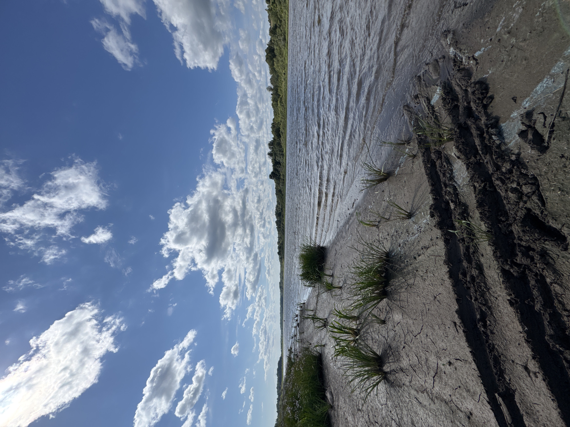 The image depicts a wide, calm body of water, likely a river or lake, under a bright blue sky dotted with fluffy white clouds. The water's surface has a gentle ripple, suggesting a light breeze. The foreground consists of a muddy, cracked shoreline with sparse patches of green grass growing through the dry earth. Tire tracks are visible in the mud, indicating recent vehicle activity. In the distance, a line of lush green trees forms the opposite bank of the water. The overall scene is natural and serene, with a hint of human presence suggested by the tire tracks. The provided location of Sitno, Russia, places this scene in a rural or natural landscape setting within that region. There are no people visible in the image.