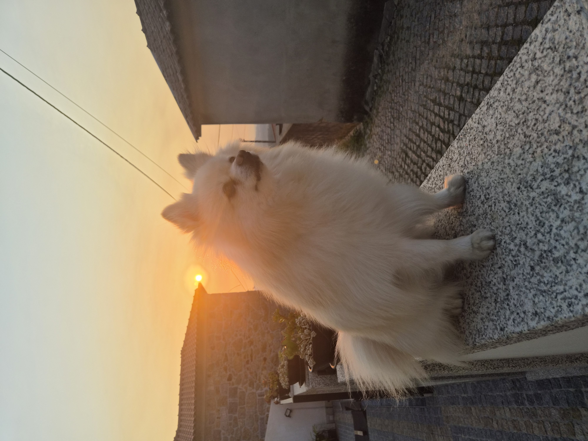 A Pomeranian dog sits on a granite ledge, facing right, with its body angled towards the viewer. The dog has fluffy white fur and is illuminated by the setting sun, which appears as a bright orb near the horizon, casting a warm glow over the scene. Behind the dog, a cobblestone street slopes downwards and to the right. On the left, there is a stone building with red-tiled roofs and several potted plants on a ledge. To the right of the dog, another building with a grey roof is visible. Power lines stretch across the pale orange and yellow sky. The overall impression is a serene moment captured during sunset in Barcelos, Portugal.