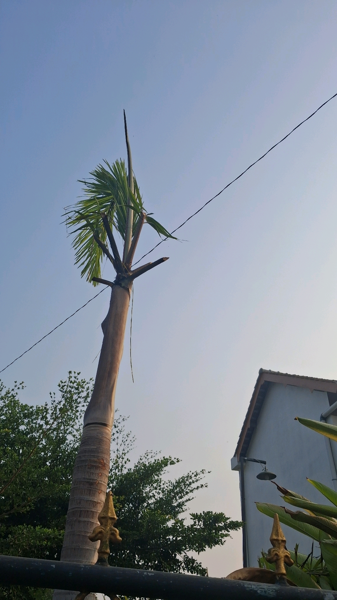 A tall, slender palm tree, its trunk textured with horizontal ridges, stands prominently against a pale blue sky. Its upper portion is partially trimmed, with several pruned branches jutting out and a few green fronds remaining at the very top. A black wire stretches diagonally across the sky, passing behind the tree. To the right of the palm, a portion of a light-colored building with a brown roof is visible. In the foreground, a dark metal fence with decorative golden finials runs horizontally across the bottom of the image, partially obscuring the base of the palm tree and lush green foliage to its left. This scene appears to be in a residential area of Madurejo, Indonesia.