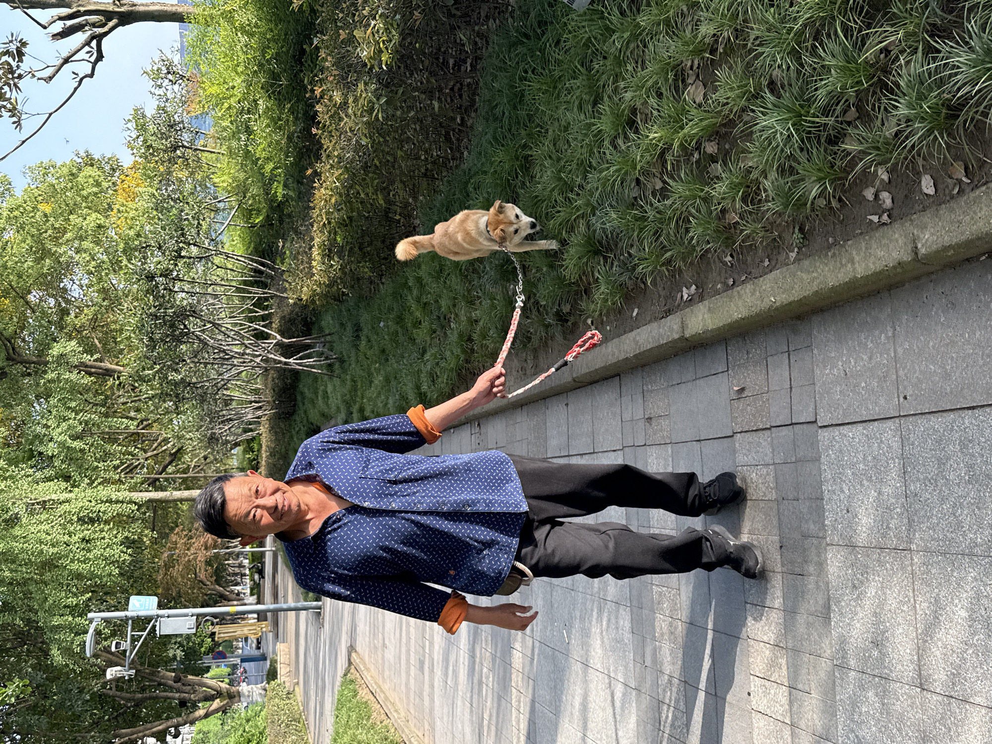 This vibrant outdoor shot captures a man walking his dog on a sunny day in what appears to be a public park or riverside promenade in Jiangjin, China.
The main subject is an East Asian man, likely middle-aged or older, positioned prominently in the lower center. He wears a dark blue collared shirt with a subtle white patterned print and striking orange cuffs, paired with black trousers and dark shoes. He has short, dark hair and is smiling gently, holding a leash in his right hand. His relaxed posture suggests a leisurely stroll.
The dog, a medium-sized canine with light brown fur, a white chest, and pointed ears, is pulling slightly on the leash ahead of the man, looking back towards him or the camera. It wears a dark collar connected to a reddish-white braided leash. The dog is on a grassy patch beside the paved walkway, suggesting it might be sniffing or playing.
The setting features a grey tiled sidewalk on the right, bordered by a concrete curb. Beyond the curb is a lush strip of green grass and low-lying, spiky plants, some interspersed with dried leaves. Further back, a dense line of trees and bushes with varied foliage, some brightly green, others darker, forms the background. A clear blue sky is visible above the tree line. In the distance along the path, hints of urban infrastructure like utility poles and potentially buildings can be seen, partially obscured by the greenery.
The time of day is bright, likely morning or early afternoon, indicated by the clear skies and soft shadows. The overall mood is calm and pleasant, showcasing a routine daily activity. A small blue sign on a distant pole is visible but too indistinct to read.