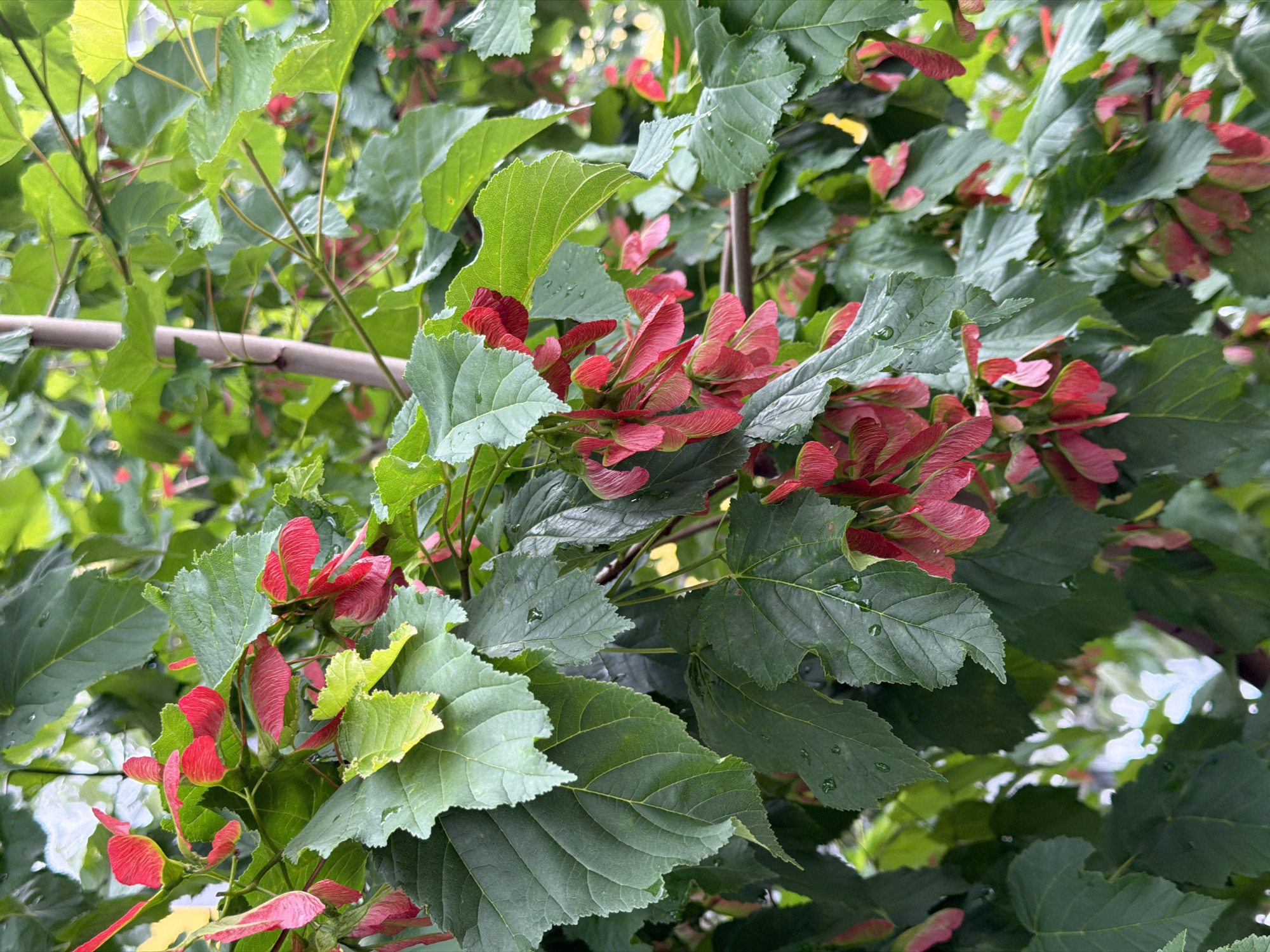 The image shows a close-up view of a tree with abundant leaves and red samaras (winged seeds). The leaves are predominantly a deep green, with some lighter green and yellow tinges visible. The samaras are bright red and clustered together, appearing to be in various stages of development. Some leaves show water droplets, suggesting recent rain or dew. The background is blurred, but hints of more foliage and possibly a bright sky or light source can be seen. A thin, horizontal bamboo-like pole runs through the upper left portion of the image, possibly a support for the plant or part of a garden structure. The overall impression is one of natural growth and the beauty of a plant in its reproductive phase. The lighting suggests it could be daytime, with diffused light. No people, text, or specific location cues are evident.