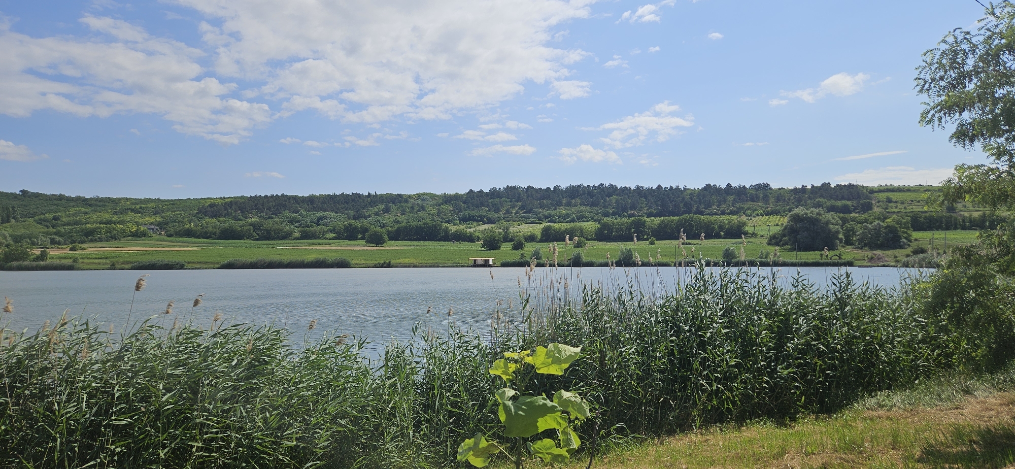 The image shows a wide, calm body of water with dense green reeds growing along the near bank. In the background, there is a lush green landscape featuring rolling hills covered in trees and fields. A small, yellow structure, possibly a boathouse or shed, is visible on the far bank of the water, nestled among the greenery. The sky is bright blue with scattered white clouds. The overall scene depicts a serene natural environment. This location is likely near Romănești, Moldova, given the agricultural and forested landscape.