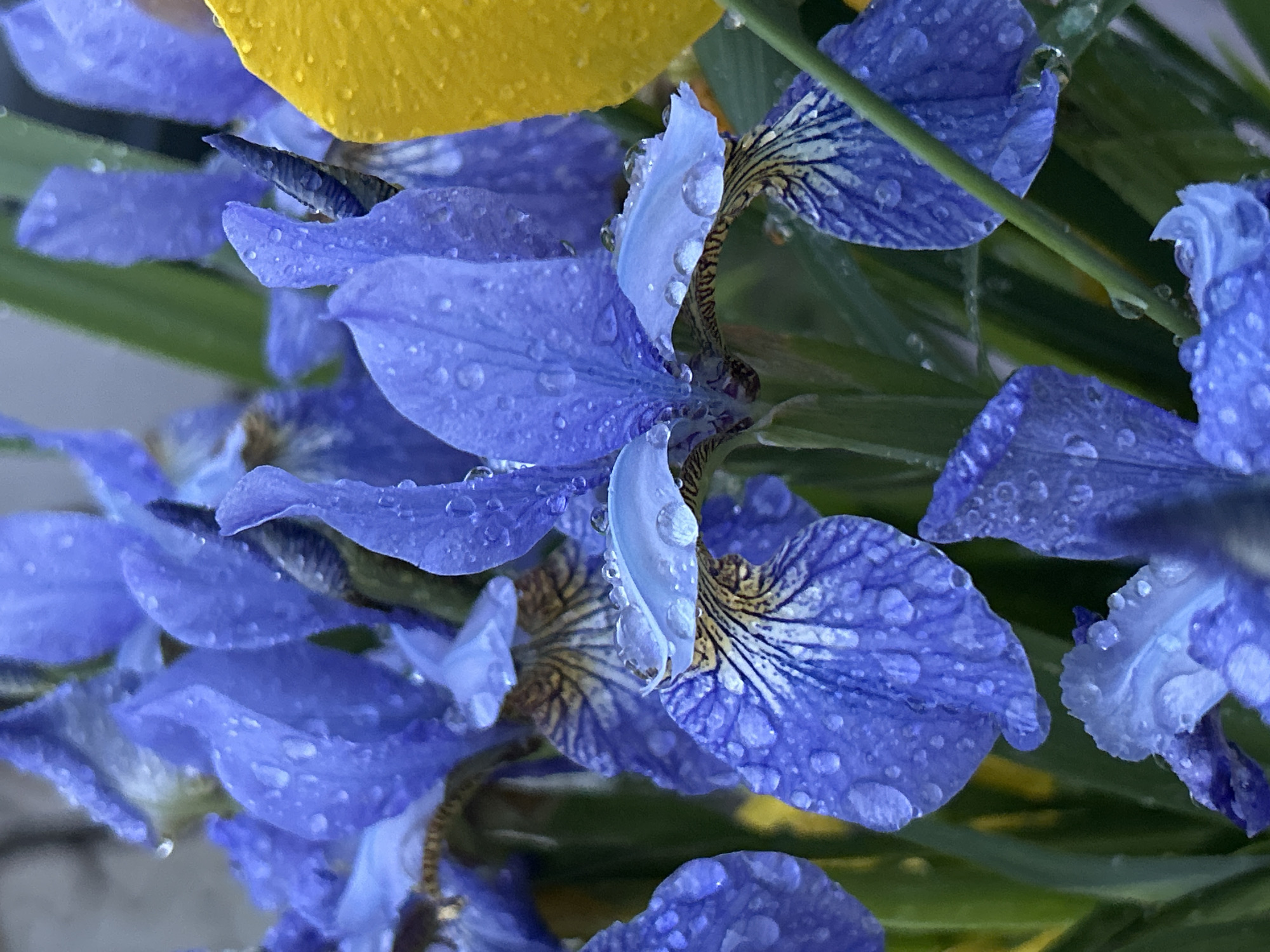 A close-up, eye-level shot shows a cluster of blue iris flowers glistening with water droplets, likely from recent rain. The petals, a vibrant shade of blue, are adorned with delicate dark veins. In the background, a bright yellow flower petal is partially visible on the right, offering a stark color contrast. The surrounding foliage is a lush green. The scene appears to be an outdoor garden or floral arrangement. There is no indication of the specific location within the city of Азинский, Russia.