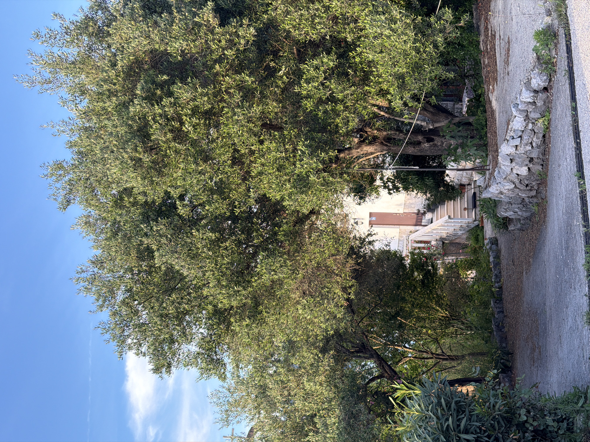 The image depicts a view in Krašići, Montenegro. A large olive tree dominates the left side of the frame, its branches extending towards a blue sky with scattered clouds. A narrow asphalt road runs along the right side of the image, bordered by a stone wall made of rough-hewn rocks. Beyond the tree canopy and at the end of the road, a building with a white balcony is visible, partly obscured by vegetation. The foreground contains additional greenery.
