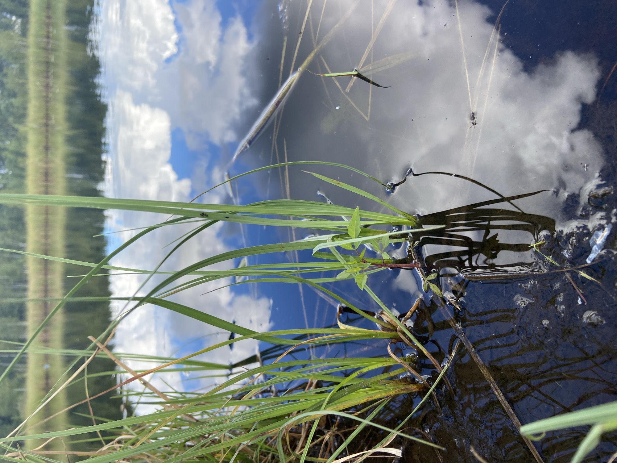 The image captures a close-up view of a body of water at the edge of a marshy area, likely in a natural or semi-natural environment. Tall, green reeds and grasses grow from the shallow, dark water in the foreground, with their reflections visible on the water's surface. The water is calm, disturbed only by the reeds and a faint ripple. The surface of the water reflects a bright blue sky with fluffy white clouds. In the background, a blurred strip of green trees lines the opposite bank of the water. The overall impression is of a tranquil, natural setting, possibly a pond, lake, or slow-moving stream. The provided location, Авиатор Снт, Russia, suggests a suburban or rural area, consistent with the scene depicted. There are no people or human activity visible in the image.