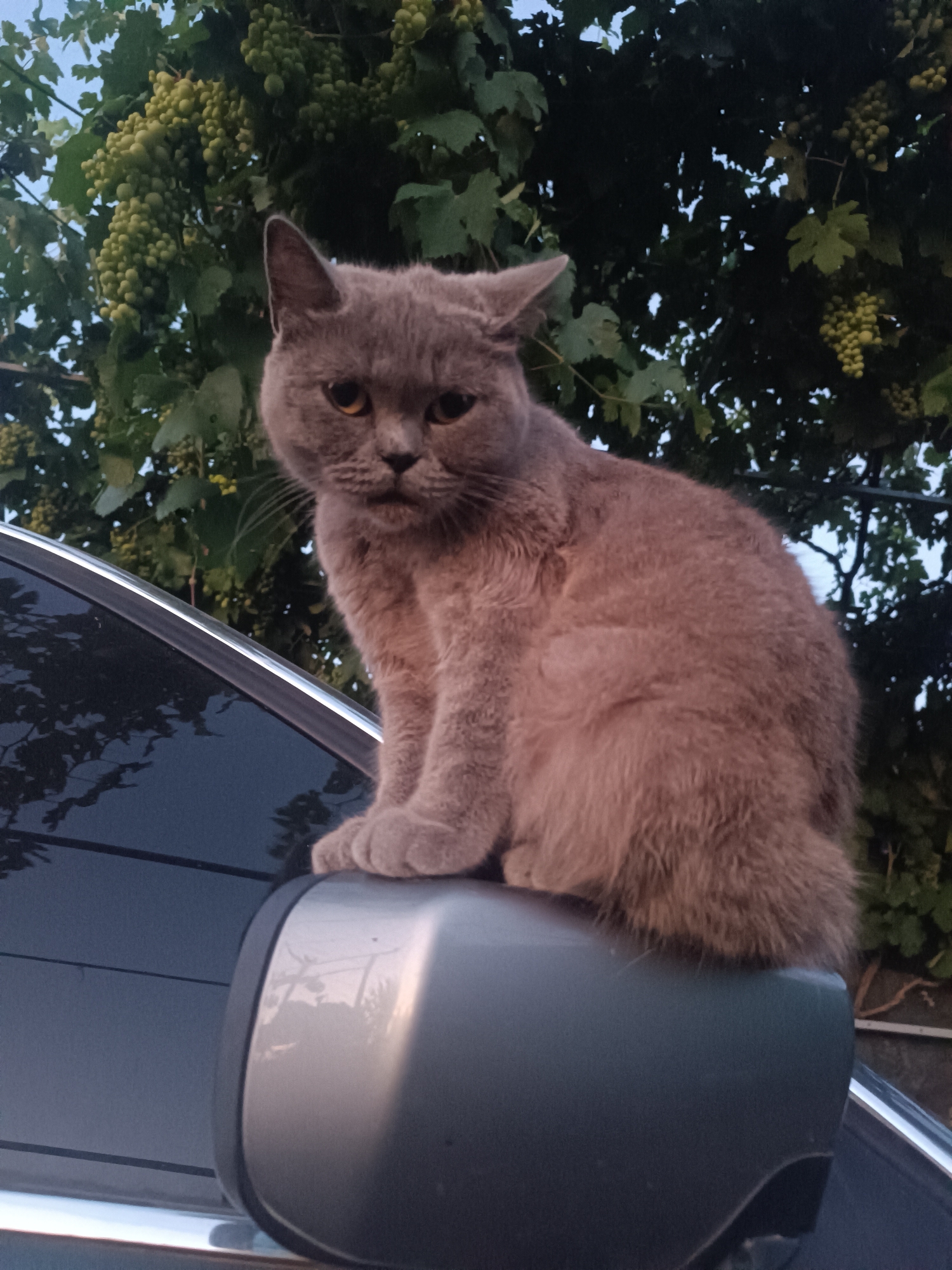 A grey cat is perched on the side mirror of a car. The cat is looking towards the viewer with a curious expression. The background is a blur of green foliage and a clear blue sky, suggesting an outdoor setting. The image is taken from a slightly low angle, emphasizing the cat's position on the car. The car appears to be parked near a building or in a residential area. There is no indication of the specific location within Vypasne, Ukraine.