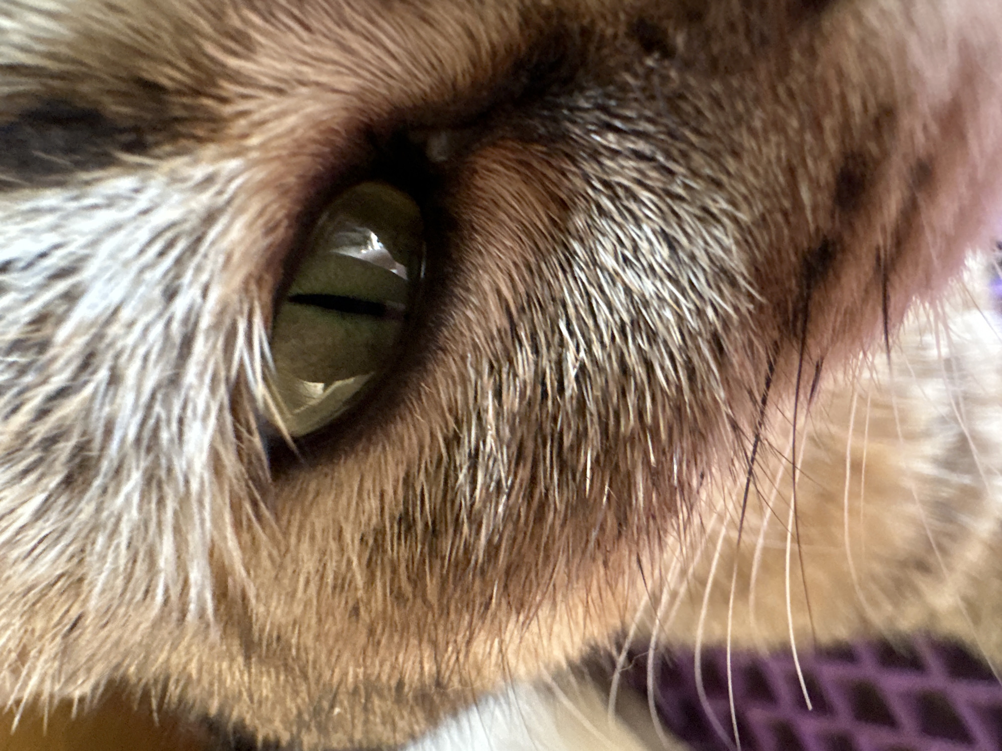 This is an extreme close-up shot of a cat's face, focusing on its eye. The cat has green eyes with a vertical slit pupil. The fur is a mix of brown, tan, and white, with distinct tabby markings. The whiskers are visible and extend outwards from the muzzle area. In the background, a purple textured surface is partially visible. The image does not provide any information about the location in the city of Вознесенка, Russia.