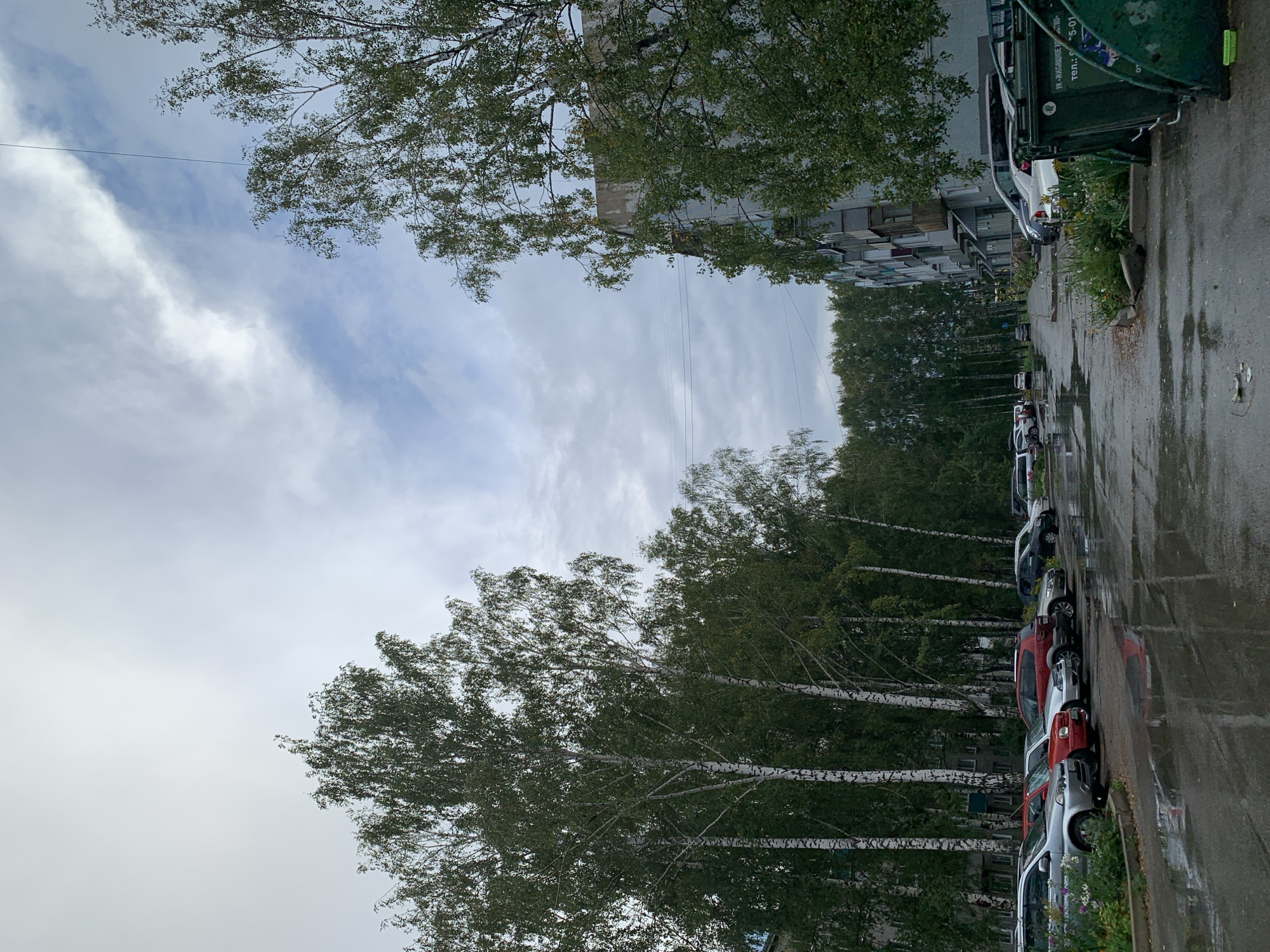 The image depicts a residential courtyard in Prokopyevsk, Russia, on an overcast day. A paved area, wet from recent rain, is lined with parked cars on the left and a multi-story apartment building on the right. Several large birch trees with white bark and green foliage are prominent, particularly on the left side of the frame, interspersed with denser evergreen trees. The apartment building appears to be made of concrete panels and has balconies. Green trash bins are visible near the building on the right. The overall atmosphere is somber and damp, suggesting an autumn or post-rain scene. There are no people visible in the image.