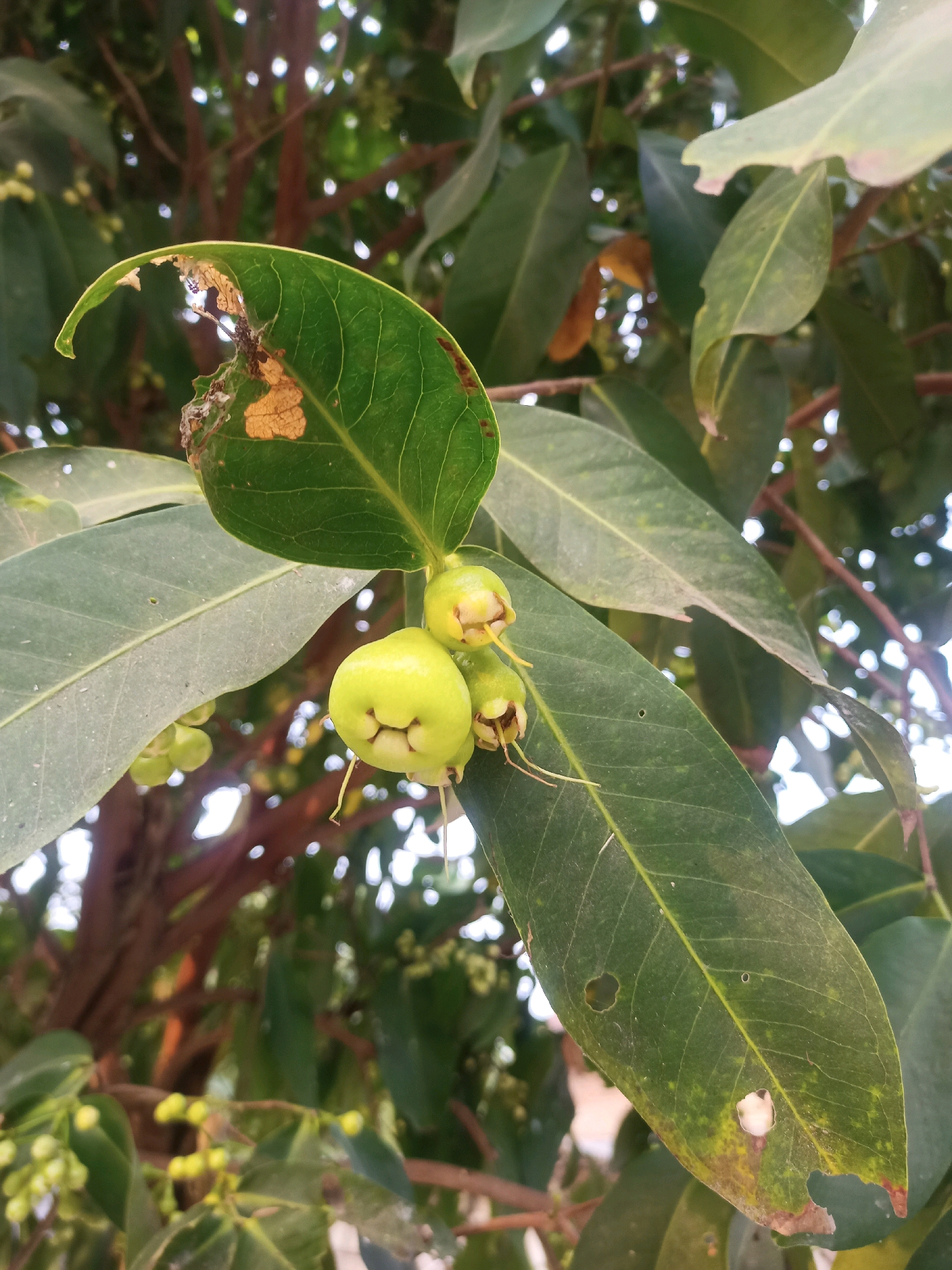A close-up shot features a branch of a tree with green leaves and small, light green fruits. One fruit in the foreground is prominently displayed, appearing bell-shaped with a distinct indentation that resembles a smiling face. Other small, undeveloped fruits or flower buds are visible clustered on the branch. The leaves exhibit signs of wear, with some having holes or brown, dried edges. The background is blurred, showing more foliage, branches, and sunlight filtering through. The image appears to have been taken outdoors in a natural setting, possibly a garden or park, with indications of a tropical climate. The location in Karangtalun, Indonesia, suggests a warm environment conducive to fruit-bearing trees. There are no people or animals visible in the image. The lighting suggests it might be daytime, possibly late morning or early afternoon, given the bright, diffused sunlight.