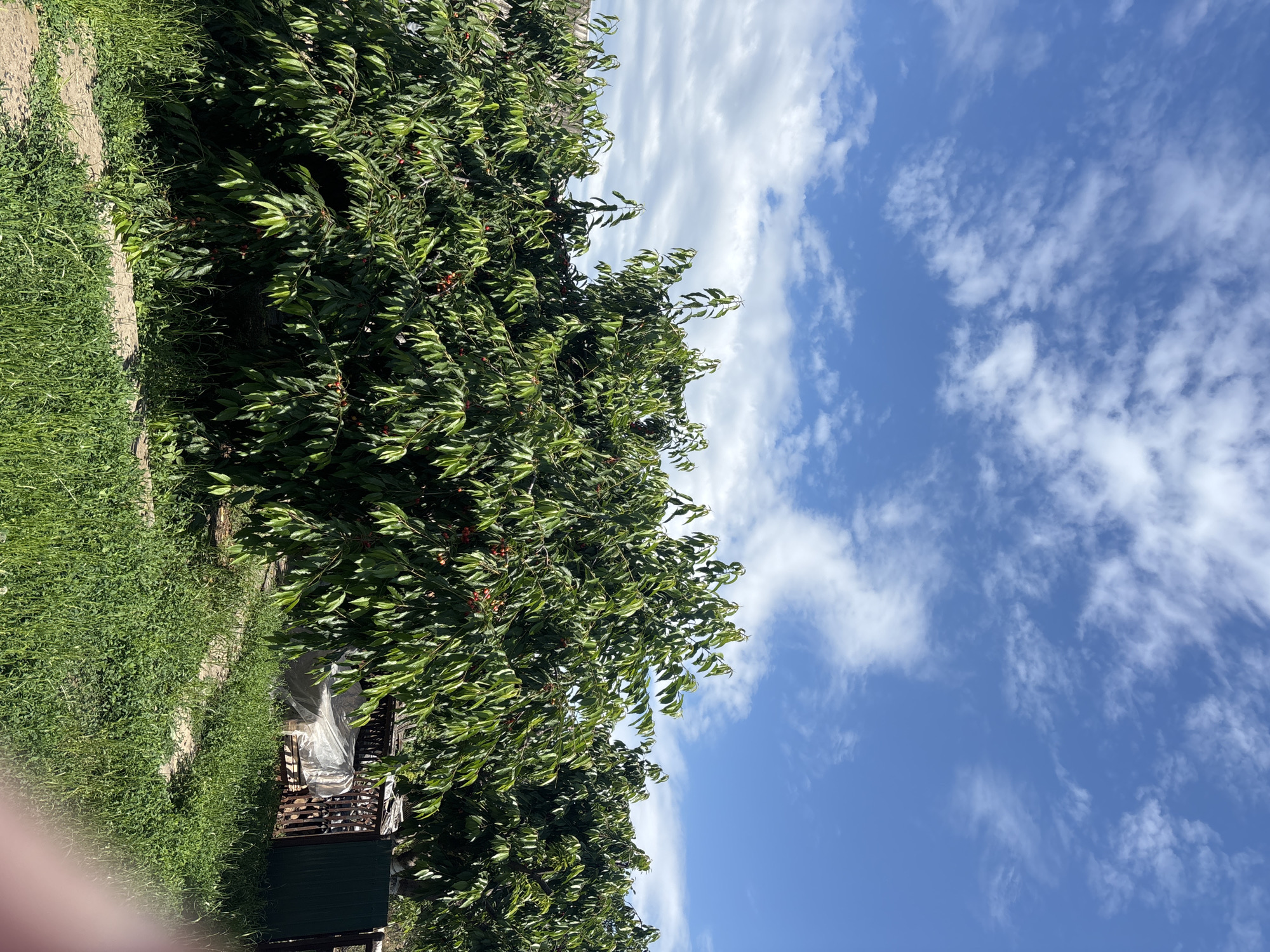 An outdoor, eye-level, medium shot captures a scene dominated by lush green foliage of fruit trees, likely cherry trees given the visible red fruits. The trees are dense and leafy, with branches laden with leaves and fruit. In the background, a wooden fence and some stored items covered in plastic sheeting are partially visible. The ground is covered in green grass and a dirt path winds through it. The sky above is a vibrant blue, dotted with white, puffy clouds. The lighting suggests a sunny day.