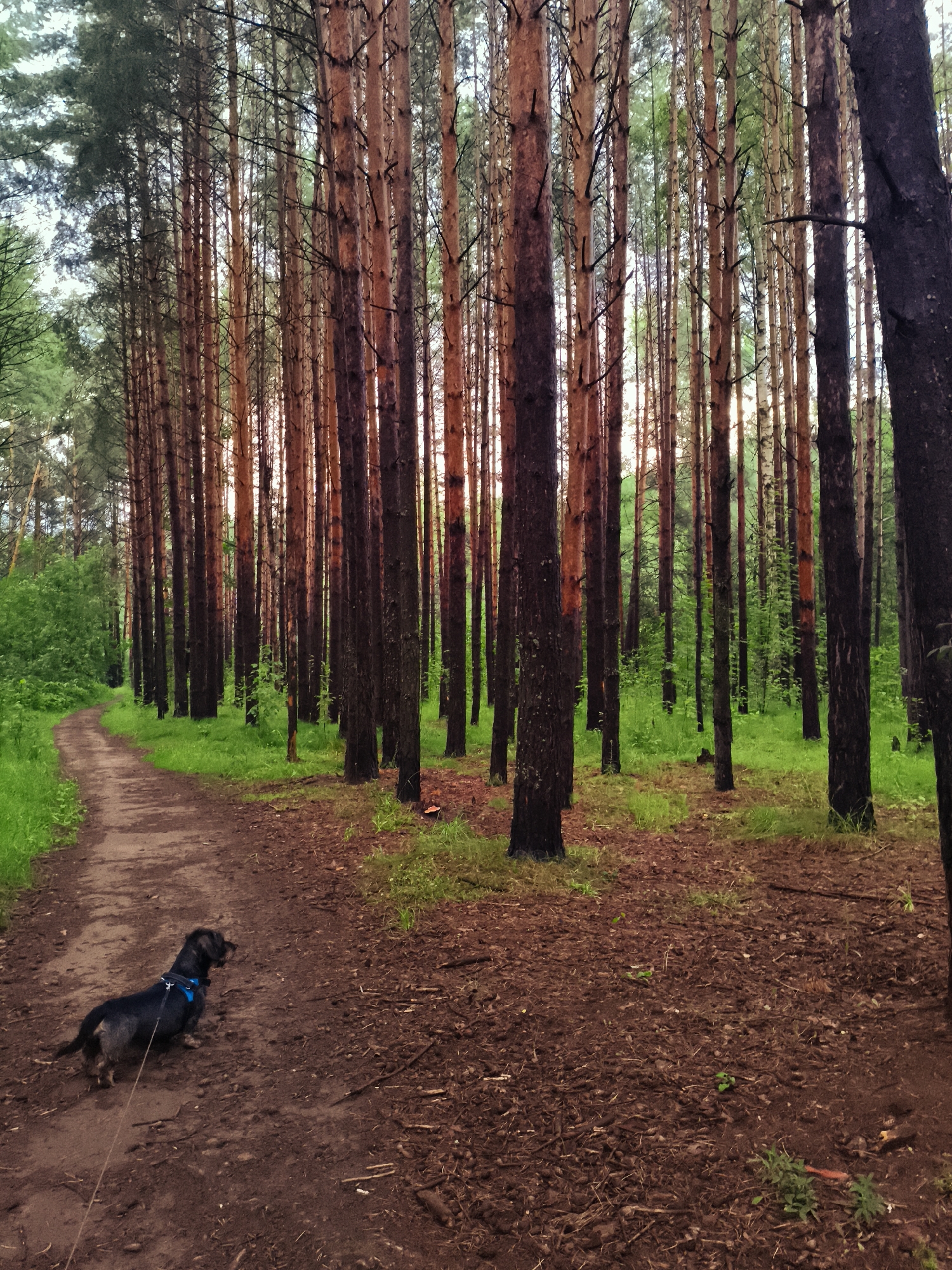 A dachshund dog is on a dirt path in a pine forest in Chaikovsky, Russia. The dog is black and tan with a blue harness and is attached to a leash. The path is winding and leads through a dense forest of tall pine trees. The ground is covered with pine needles and fallen leaves. The trees have reddish-brown bark and green needles. The sky is visible through the canopy of the trees and appears to be overcast. The overall scene is one of a peaceful walk in nature.