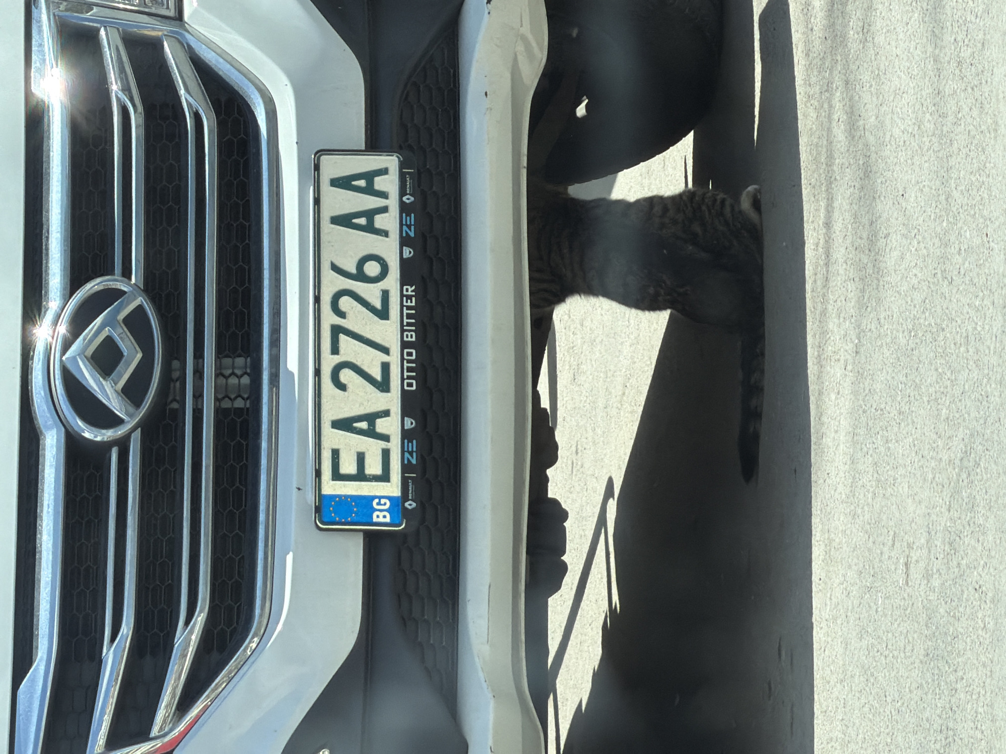 A gray tabby cat is partially visible under the front of a white car. The car's Bulgarian license plate reads "EA 2726 AA." The car's grill is visible, as is the Renault logo. "Otto Bitter" appears printed on the license plate frame. The location is likely Varna, Bulgaria, based on the license plate origin. The scene appears to be outdoors on a sunny day, with the car parked on a concrete surface.