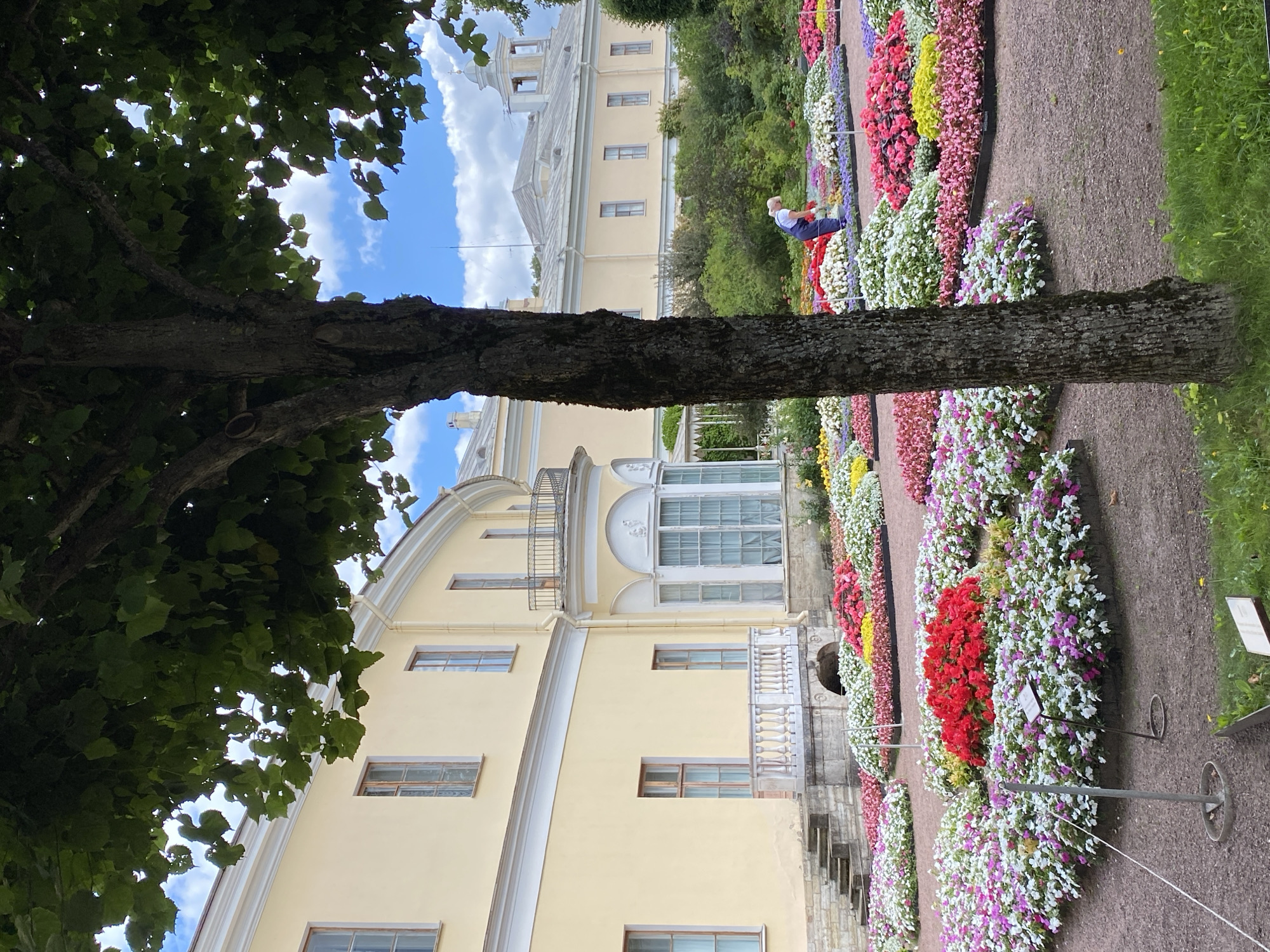 In the city of Pavlovsk, Russia, a person in blue overalls and a white shirt is seen tending to a vast, meticulously arranged flower garden in front of a pale yellow neoclassical building. The garden features a vibrant display of numerous small flowers in shades of red, pink, white, yellow, and purple, planted in dense, curving beds. A large tree trunk dominates the foreground, its branches and leaves partially obscuring the sky and the upper part of the building. The building has a curved facade with multiple windows and a balcony with an ornate railing. Stairs lead up to a small porch with a balustrade. Beyond the main building, another section of the pale yellow structure is visible, featuring a more classical facade with a prominent tower. The grounds are covered in fine gravel, with patches of green grass visible in the lower portion of the image. The sky is blue with scattered white clouds.