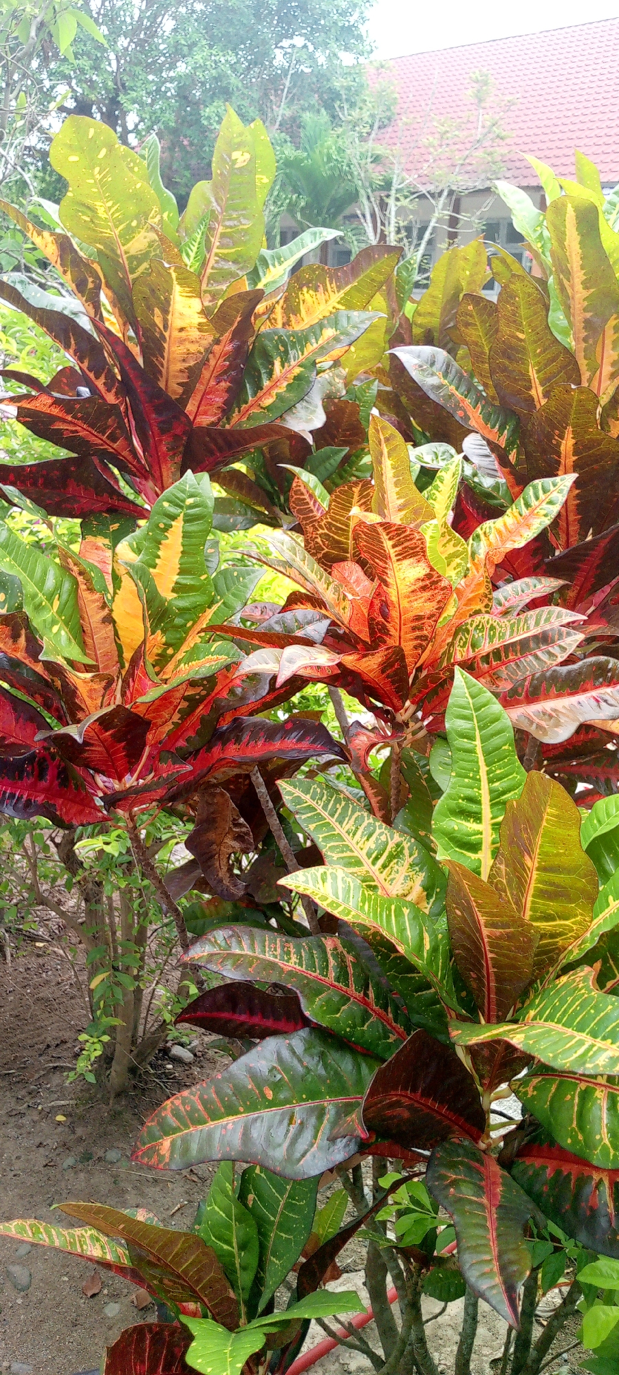The image shows a close-up view of a lush croton plant with vibrantly colored leaves in shades of green, yellow, red, and brown. The leaves are broad and lance-shaped, with prominent veins. The plant appears to be healthy and well-maintained, with dense foliage. In the background, a red-tiled roof and trees are visible, suggesting an outdoor setting. The ground beneath the plant is covered with soil and some fallen leaves. The image is taken from a low angle, emphasizing the texture and colors of the plant. The location is specified as Baratpayaitek, Indonesia.