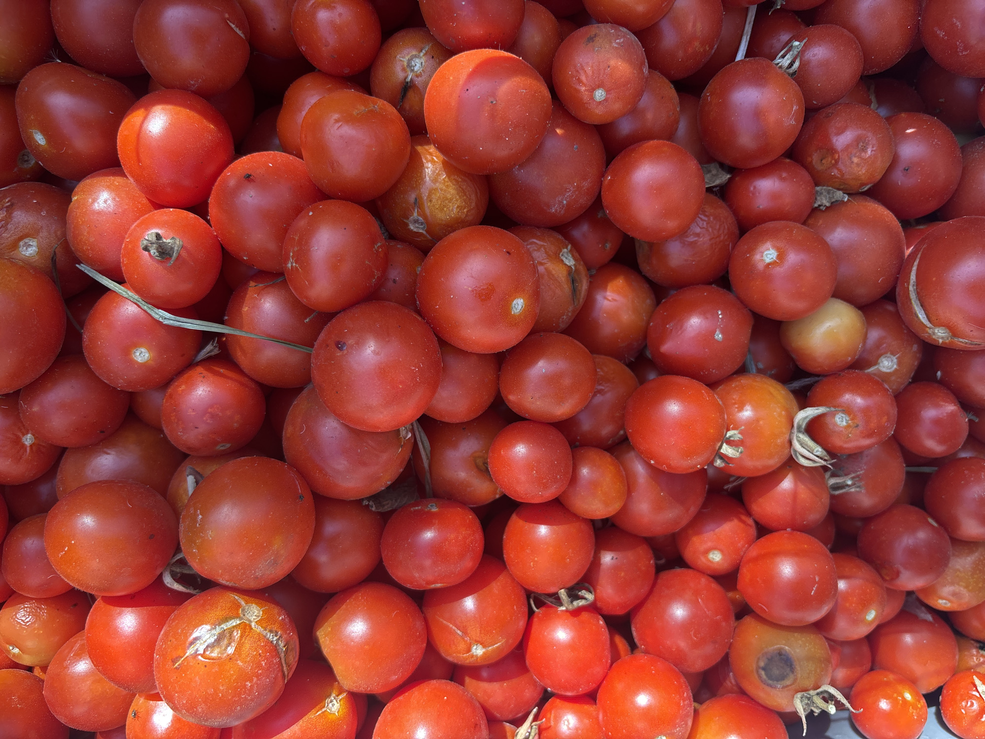 A top-down, close-up shot showcases a dense pile of ripe, red tomatoes. The tomatoes vary slightly in size and shape, with some appearing perfectly round and others slightly ovate. The skin of most tomatoes is smooth and glossy, reflecting the overhead light source. A few tomatoes exhibit minor imperfections, such as small blemishes or slightly wrinkled skins, suggesting they may have been recently picked or are slightly overripe. The overall impression is one of abundance and freshness, typical of a market stall or a garden harvest. The scene is set in Campomarino, Italy, a coastal town in the Molise region known for its agricultural produce.