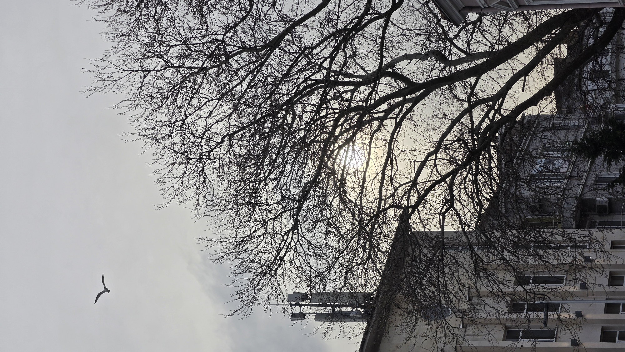 A low-angle shot, rotated counter-clockwise, depicts a bare tree silhouetted against a pale sky, with sunlight partially obscured by the branches. A bird is flying in the lower left portion of the frame. Adjacent to the tree, and to the right, is a multi-story building with visible windows. The top of the building has some kind of electronic equipment. The scene is likely located in Varna, Bulgaria, given the provided context.