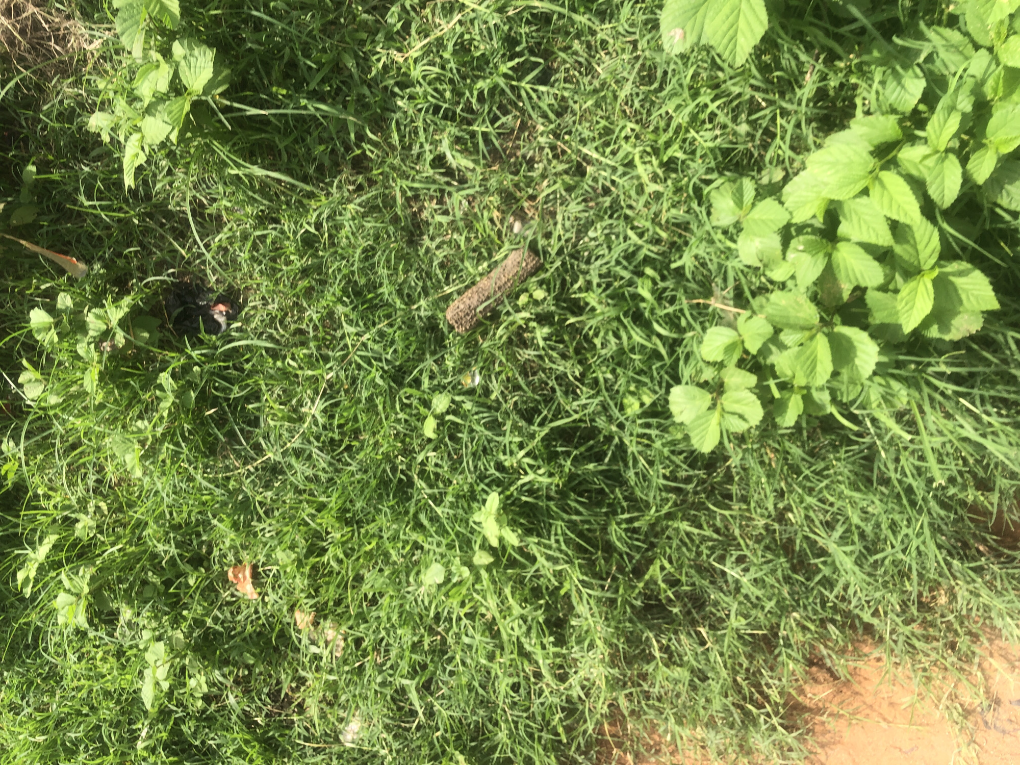 The image depicts a patch of green grass and foliage under natural sunlight. There is a piece of a woody stem or branch lying horizontally in the grass. Some red-brown soil is visible on the left side of the frame, suggesting the edge of a path or disturbed ground. In the upper central portion of the image, there appears to be a small clump of dark, possibly organic matter. Several green plants with broad leaves are scattered throughout the grassy area. The scene is devoid of any human presence or activity. The environment appears to be an outdoor, natural setting, possibly a garden or a wild area. The specific location in Jalingo, Nigeria, cannot be determined from the visual information provided.