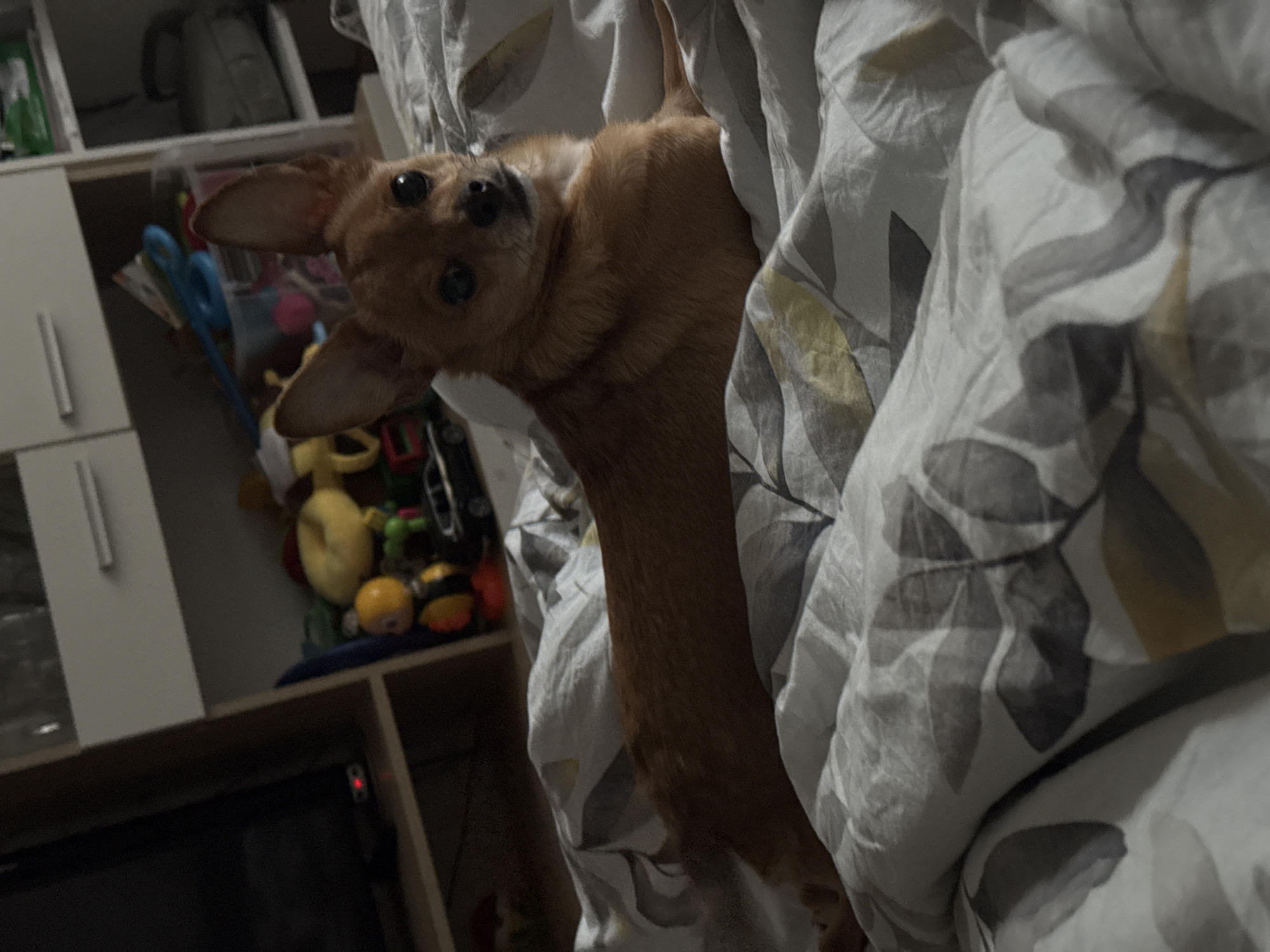 A candid, tilted photograph captures a small, light brown dog peeking out from rumpled bedding in an indoor setting. The dog, with short fur, large dark eyes, and prominent ears, looks directly at the camera with an attentive and possibly curious expression. Its head is slightly tilted, and most of its body is concealed by the bedding.
The bedding, a duvet or blanket, features a grey and white pattern with abstract leaf or floral motifs, accented with hints of yellow or gold. It is heavily creased around the dog, suggesting it is nestled deep within.
In the blurred background, a light-colored shelving unit or cabinet with several compartments and drawers with silver handles is visible. On the shelves, various objects are stored, including colorful toys, such as stuffed animals (one yellow, one red, a bee-shaped toy), a large blue pair of scissors, and other miscellaneous items. At the bottom of the shelf unit, a dark electronic device, possibly a television, is partially visible, displaying a small red indicator light.
The lighting is dim, suggesting an evening or nighttime setting indoors. There is no visible text in the image. The overall scene conveys a cozy, domestic atmosphere with a playful pet.
