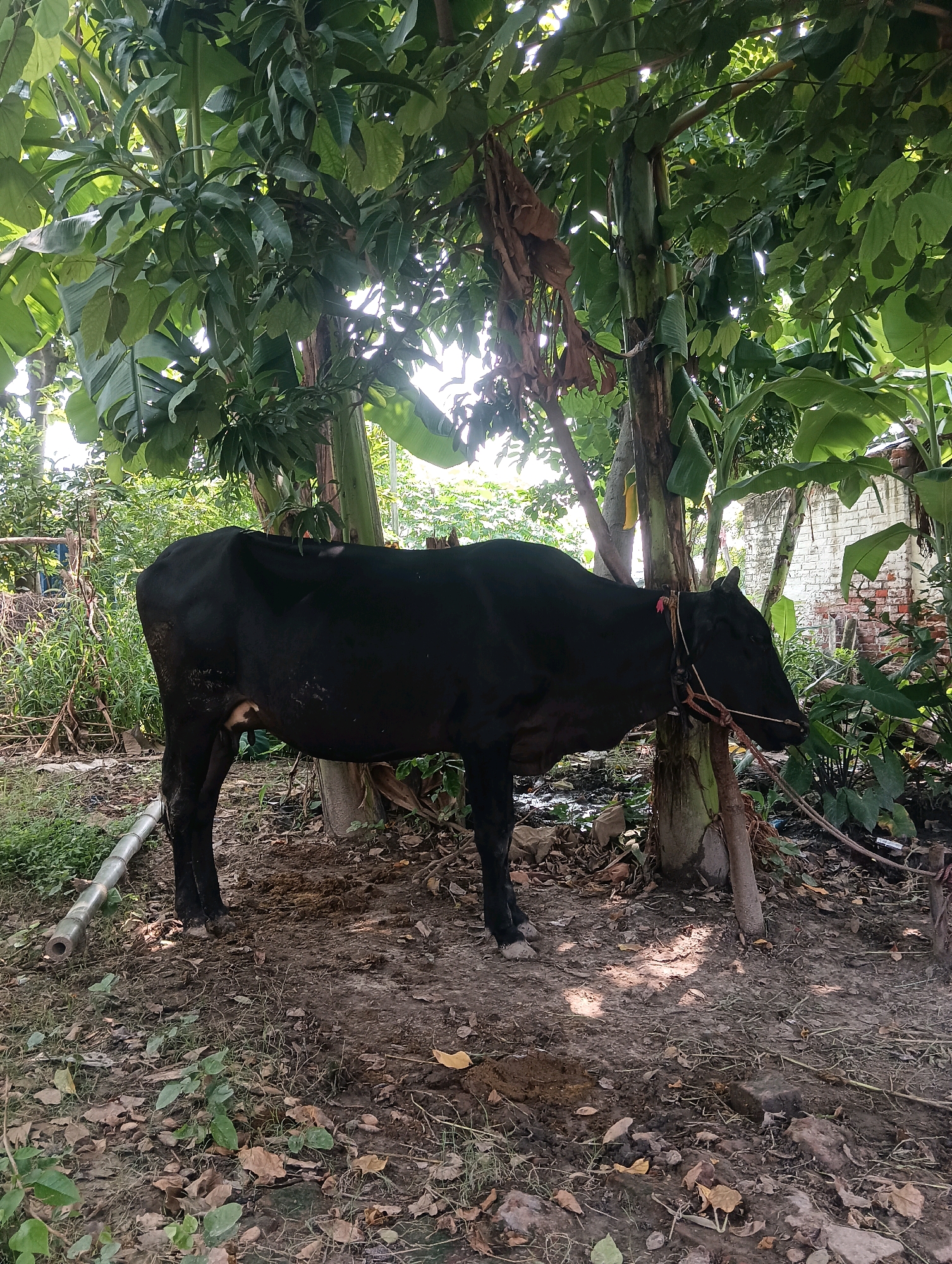 A black cow is tethered by a rope to a banana tree in a rural setting. The cow is facing right and is partially obscured by the foliage of several trees. The ground is dirt and covered with fallen leaves. In the background, there is a white brick wall and more vegetation. The scene appears to be in Dakhin Parsa, India.