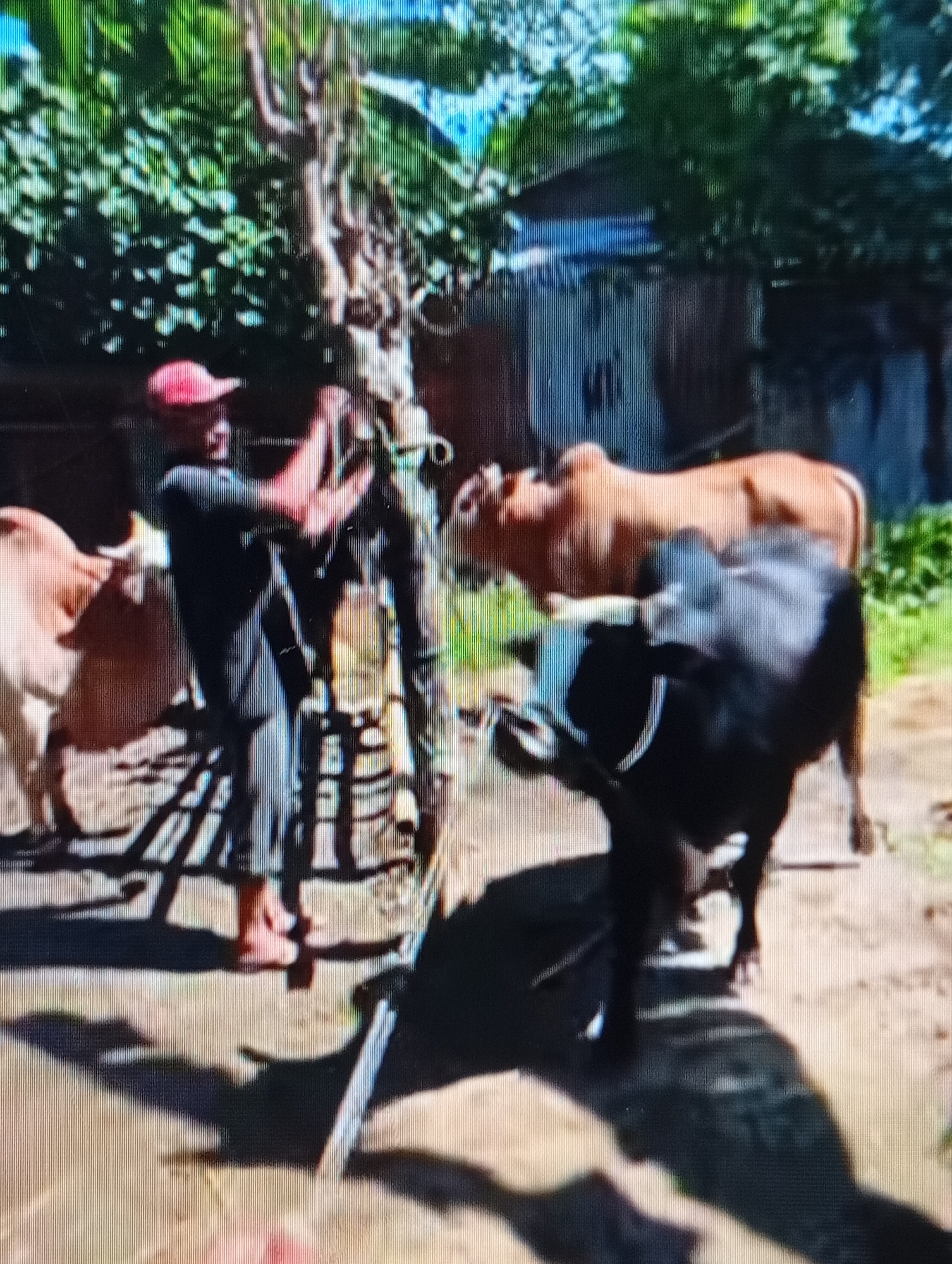 A man wearing a red baseball cap and a dark shirt is standing near a wooden structure, appearing to tie ropes to it. Two cows are present: a lighter-colored cow is standing to the left of the man, partially obscured, and a black and white cow is in the foreground, facing away from the camera. The ground is dirt. In the background, there is foliage, a building with a corrugated metal roof, and a fence. The scene is outdoors. The image is grainy and pixilated, suggesting it may be a low-resolution digital photograph or a screenshot from a video.