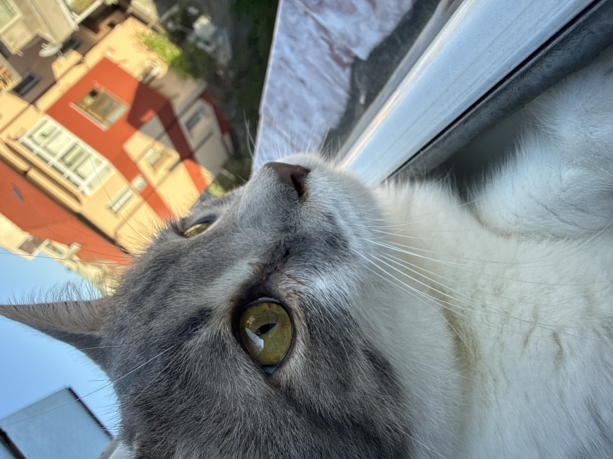 The image is a close-up shot of a cat, likely indoors, looking out a window. The cat is predominantly gray and white with yellow-green eyes. The window frame is visible in the background. Outside the window, a building is visible with a red and orange facade. Based on the architectural style and colors of the buildings, the picture was taken in the city of Blagoevgrad, Bulgaria. The lighting suggests it is daytime.