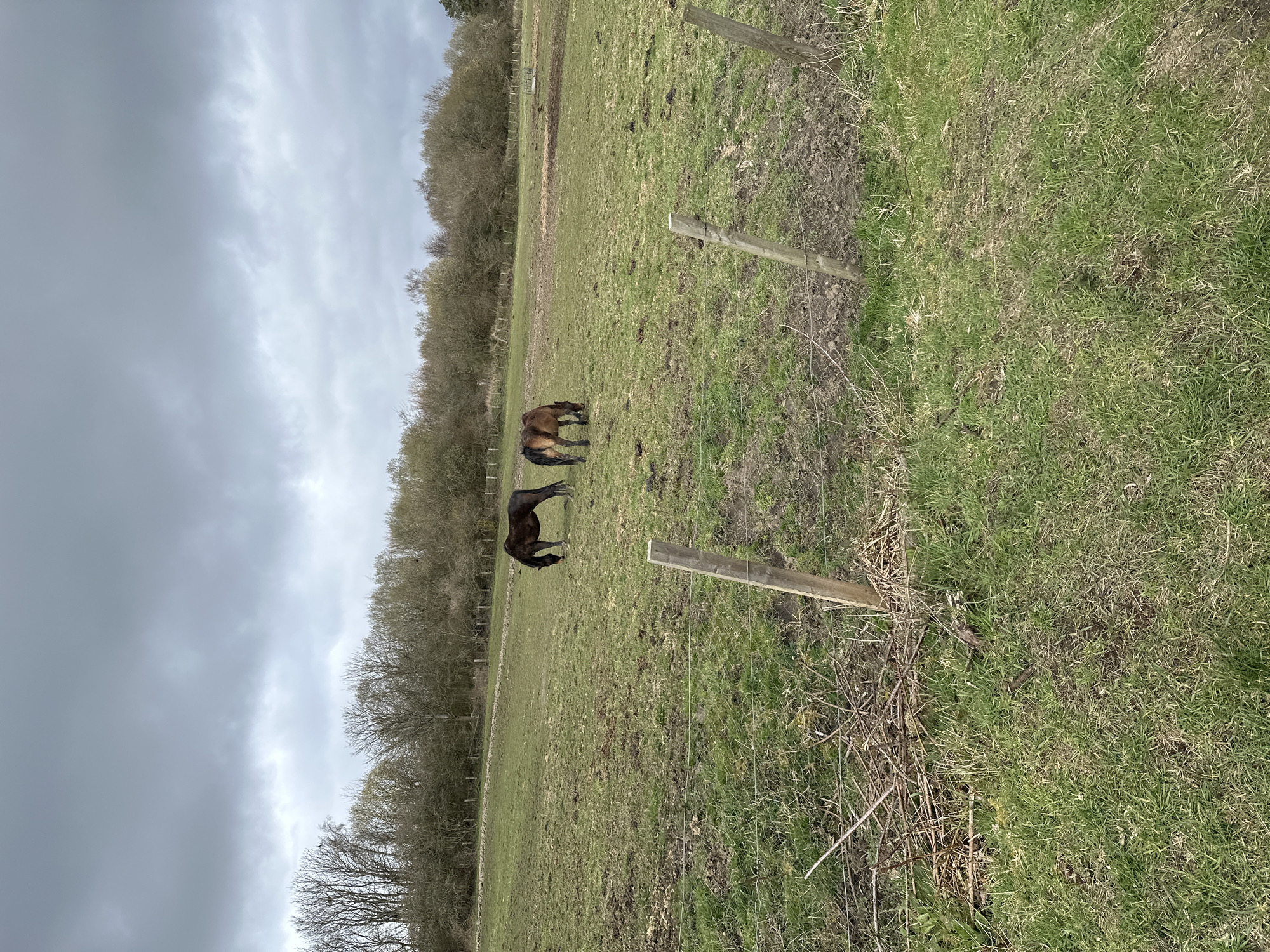 This image captures a tranquil rural scene in Dunfermline, United Kingdom, under an overcast sky. Two horses are the primary subjects, both positioned in the mid-ground of a green pasture and actively grazing with their heads down. The horse closer to the left is dark brown or black, while the one further back appears to be a lighter shade of brown or bay.
The field is predominantly covered in green grass, though closer inspection reveals areas of sparser growth, patches of dry, lighter grass, and some exposed soil, suggesting the natural condition of a well-used pasture or an early spring landscape. A simple wire fence, supported by wooden posts, runs along the right side of the frame, extending from the foreground into the distance.
In the background, a dense line of deciduous trees forms a natural boundary across the horizon. These trees are largely bare of foliage, indicating the season is likely winter or early spring. The sky above is completely filled with soft, light grey clouds, creating an evenly lit, diffused daylight setting without direct sunlight. The overall impression is one of peaceful, natural activity in a pastoral environment. No visible text is present in the image.