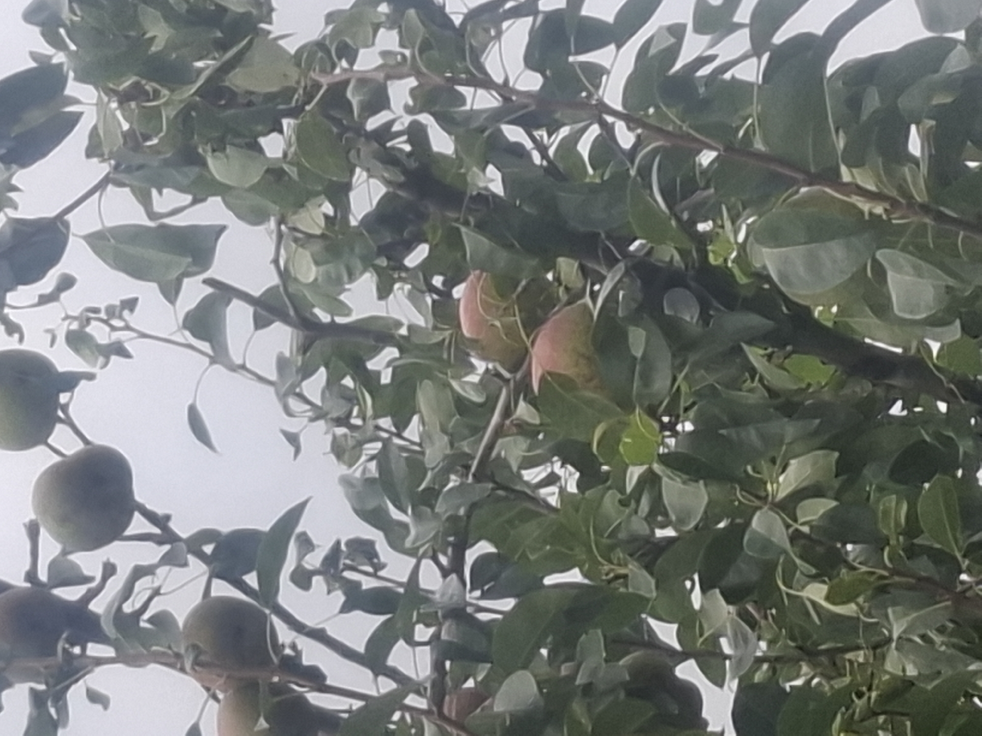 The image shows a close-up view of a pear tree with multiple pears and green leaves. The pears are in various stages of ripeness, with some appearing green and others showing hints of pinkish-red blush. The tree branches are visible, with some dark brown bark and thinner twigs. The background is a hazy, light gray sky, suggesting an overcast day. The scene appears to be outdoors. The image does not contain any identifiable landmarks or context that would allow for pinpointing a specific location within Almaty, Kazakhstan.