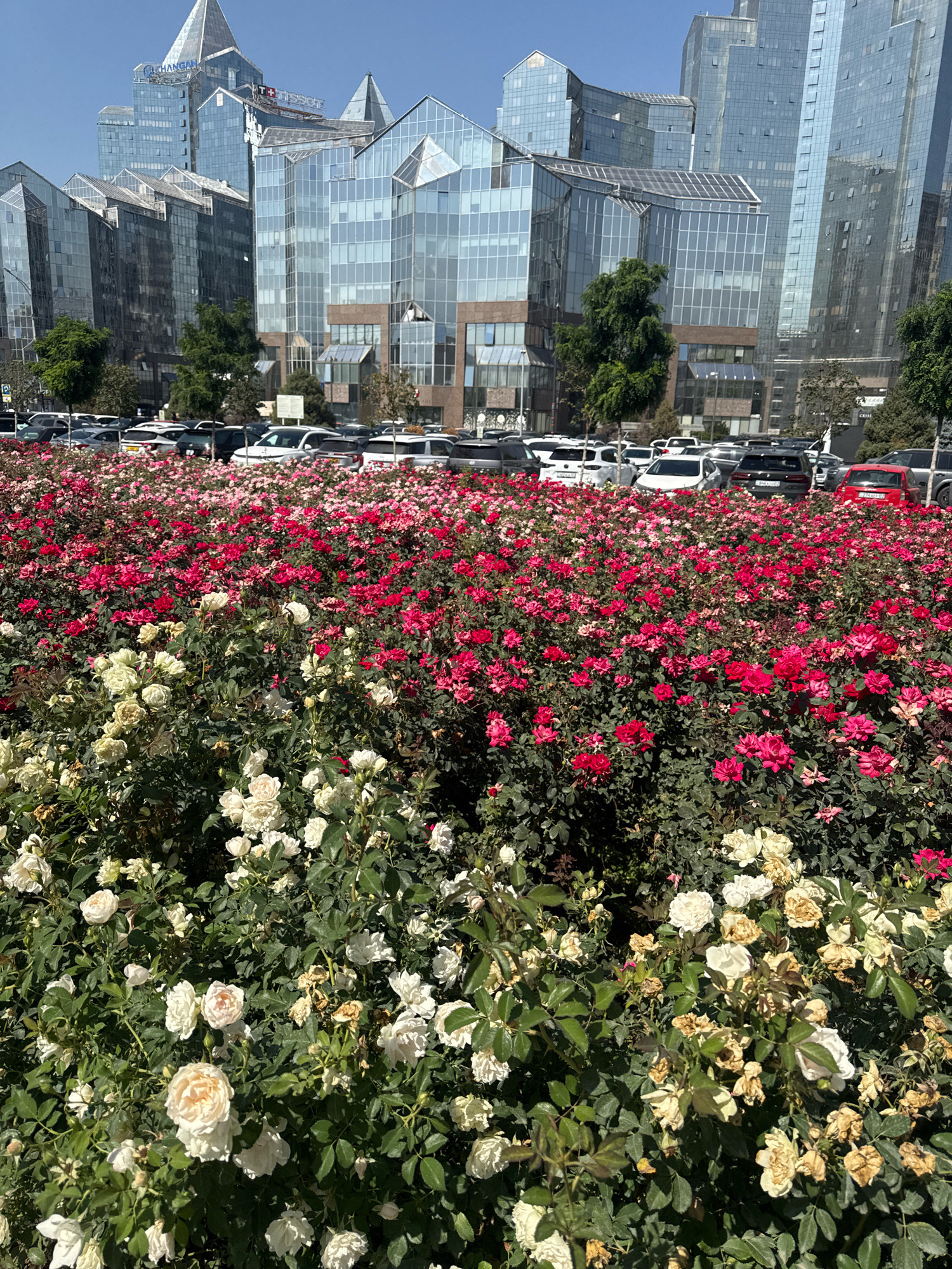 The image depicts a street-level view of the Esentai Mall complex in Almaty, Kazakhstan, under a clear blue sky. In the foreground, a vibrant, dense bed of roses in various shades of pink and white flourishes. Behind the floral display, a row of parked cars is visible. The backdrop is dominated by the striking architecture of the Esentai Mall, characterized by its modern, glass-paneled, angular buildings that reflect the sky. The complex is known for its distinctive, multifaceted design. The overall scene is one of urban sophistication juxtaposed with abundant natural beauty.