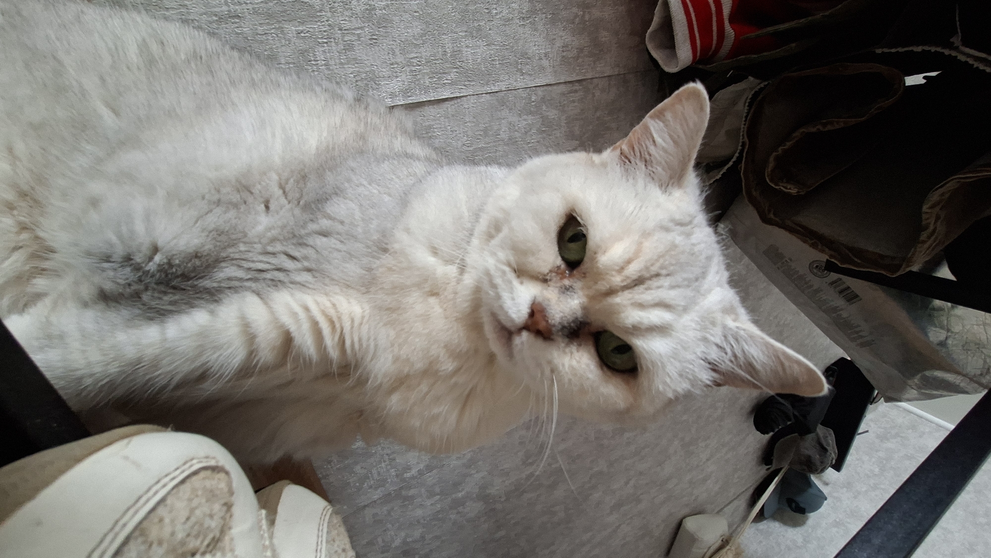 The image is a close-up, eye-level shot of a white cat with green eyes and subtle gray tabby markings on its body and face. The cat is looking directly at the camera with a somewhat grumpy or serious expression. Its fur appears fluffy, particularly around its chest and neck. The background is cluttered, with various objects visible, including what appears to be fabric, a plastic bag with text, a dark metal object that could be furniture or a frame, and a pair of light-colored shoes with laces in the lower right corner. The flooring is a light-colored, textured surface, possibly linoleum or laminate. There is no identifiable indication of the cat's location within the city of Myadzyel, Belarus, or any specific urban context. The scene appears to be indoors, possibly in a home environment, given the presence of household items.