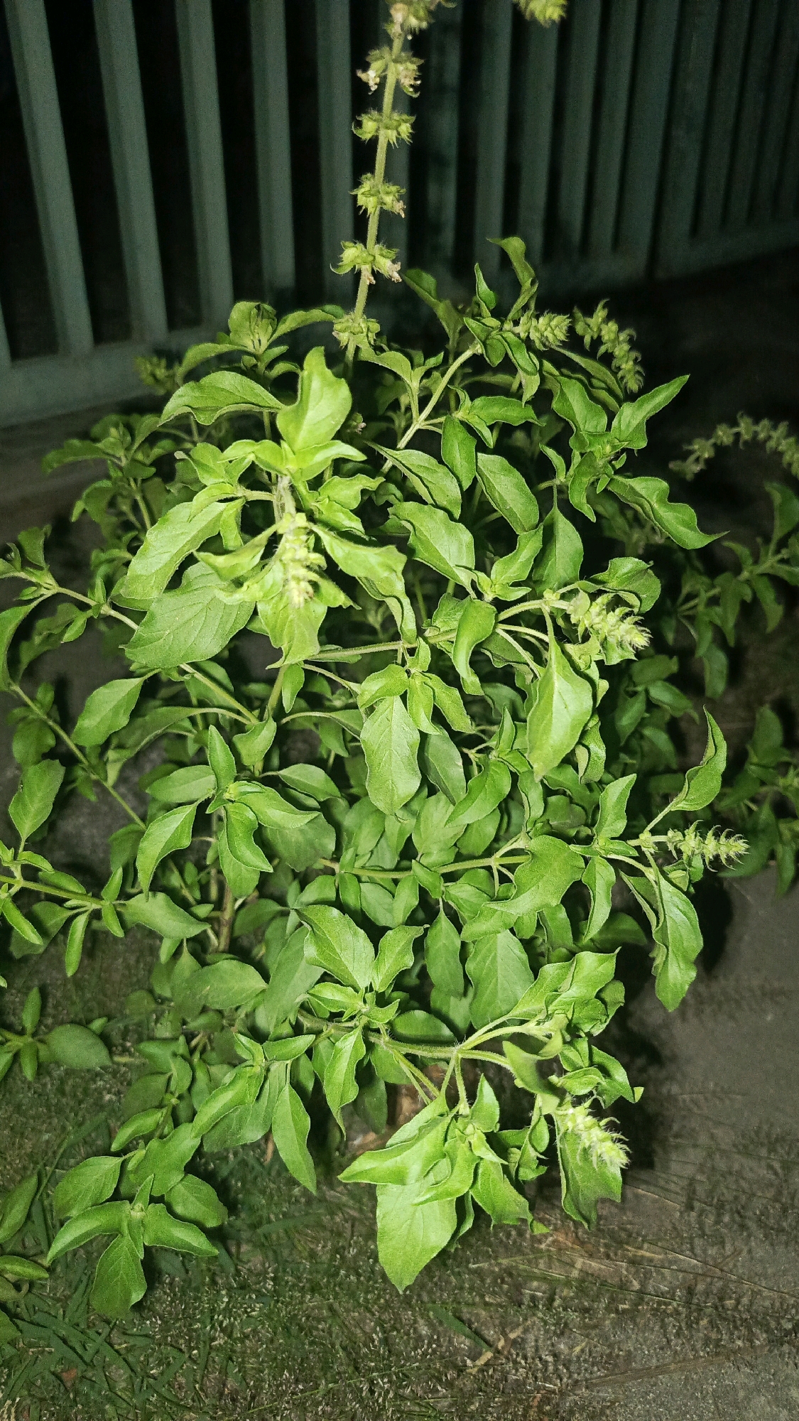 A green basil plant with multiple stems and leaves is pictured outdoors. The plant has flowering spikes with small, pale green buds. The background consists of a dark, ribbed fence and a concrete surface. The image is taken at ground level and appears to be in the city of Babadan, Indonesia.