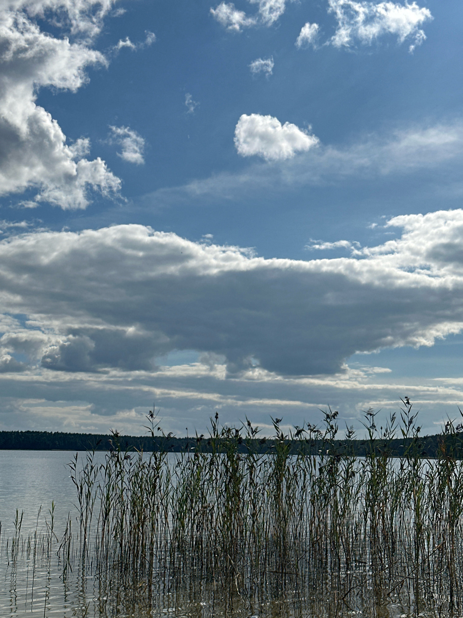 The image depicts a serene natural landscape, likely a lake in the vicinity of Мядзельскі сельскі Савет, Belarus. The foreground is dominated by tall, slender reeds growing out of the calm water, their reflections rippling on the surface. The lake extends to the horizon, where it meets a dense, dark green treeline, suggesting a forest bordering the water. Above the treeline, the sky is a vibrant blue, dotted with a variety of clouds. Some clouds are small and wispy, while others are large and dramatic, with textured undersides that hint at depth and movement. The lighting suggests it is daytime, with sunlight filtering through the clouds, casting a soft illumination on the scene. There are no people or animals visible in the image. The overall atmosphere is one of tranquility and natural beauty.