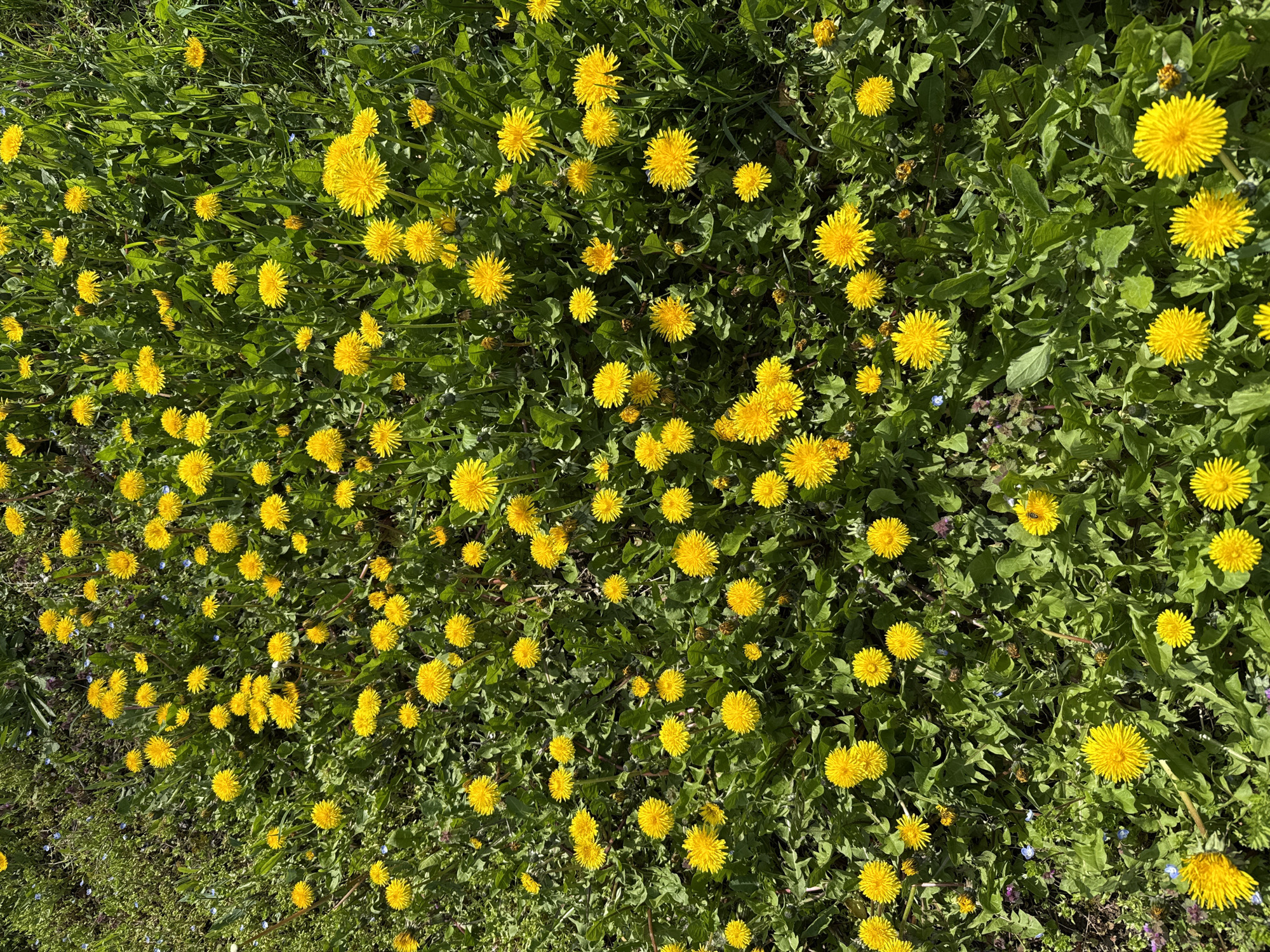 The image shows a field of dandelions in full bloom. The location appears to be outdoors, in a grassy area, potentially a park or garden. The dandelions are densely packed and interspersed with green grass and other leafy plants. There are no people or animals visible in the image.