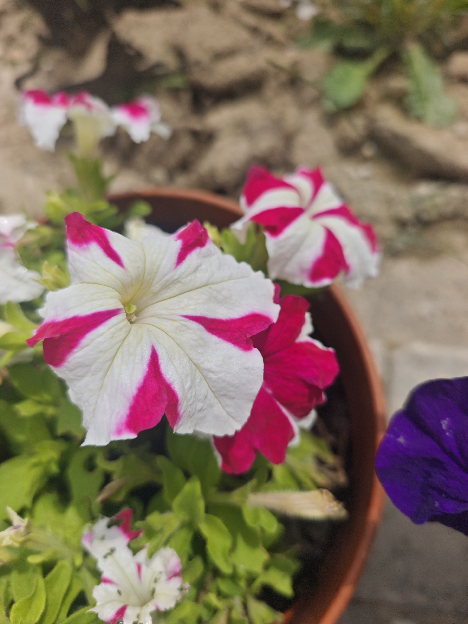 A close-up, slightly low-angle shot shows several petunia flowers in a pot, with a focus on a large, striped pink and white petunia bloom in the foreground. The flower has five broad petals, each with a white base and vibrant pink streaks radiating from the center. Its textured petals are slightly crinkled. Behind it, another similar striped petunia is partially visible, along with a deep purple petunia to the right. Green foliage fills the lower portion of the frame, interspersed with the flowers. The background consists of a blurred, sandy or earthy texture, possibly a garden path or wall, with some green elements suggesting further plants. The scene is outdoors, likely in a residential garden or park in the village of Khlevino, Russia, given the context of the request.