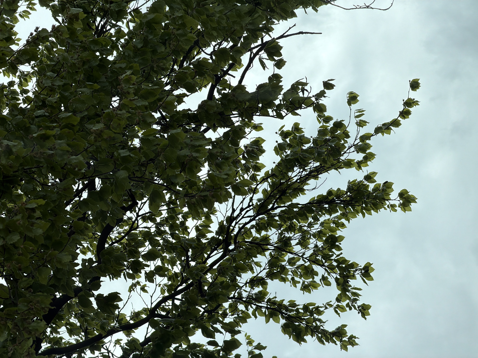Looking up into the canopy of a tree, most likely a beech, against a dull, overcast sky. The leaves are a medium green, some appearing to have a slight variegated edge. The location is Pity Me, United Kingdom.